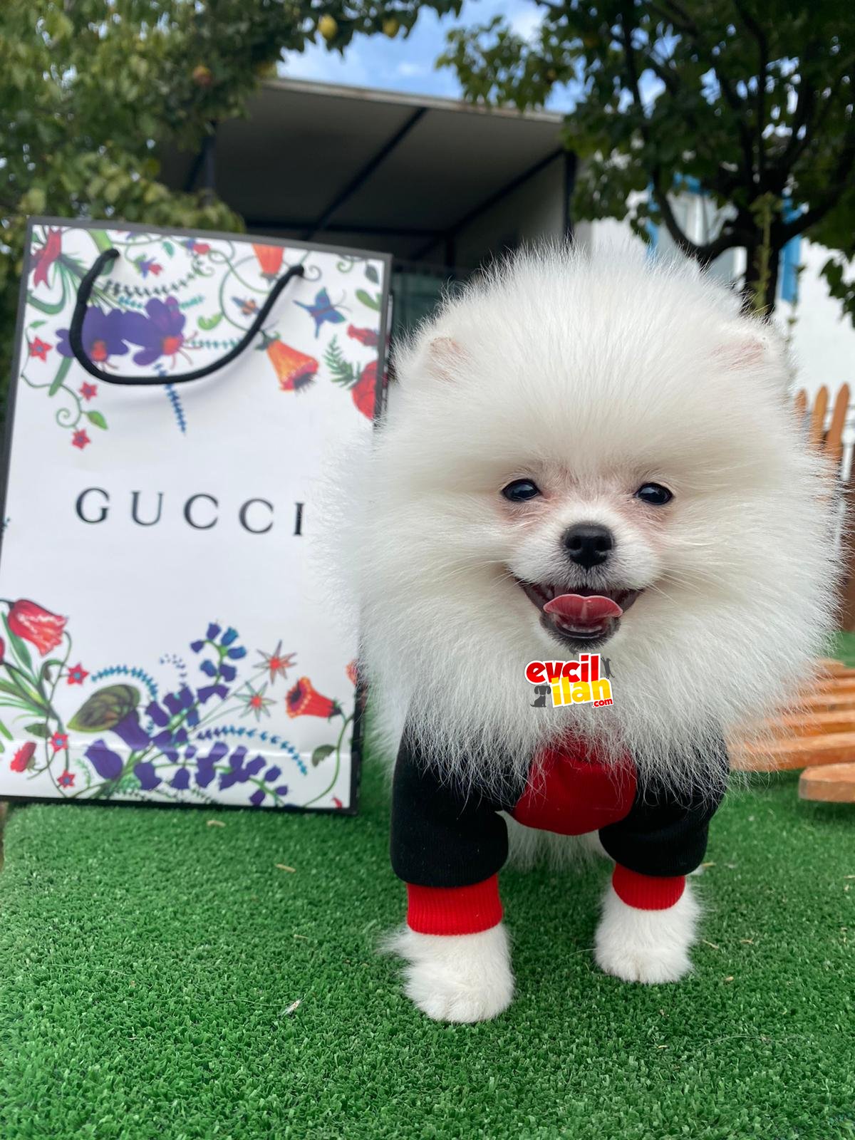 AYI SURAT POMERANIAN BOO YAVRULAR