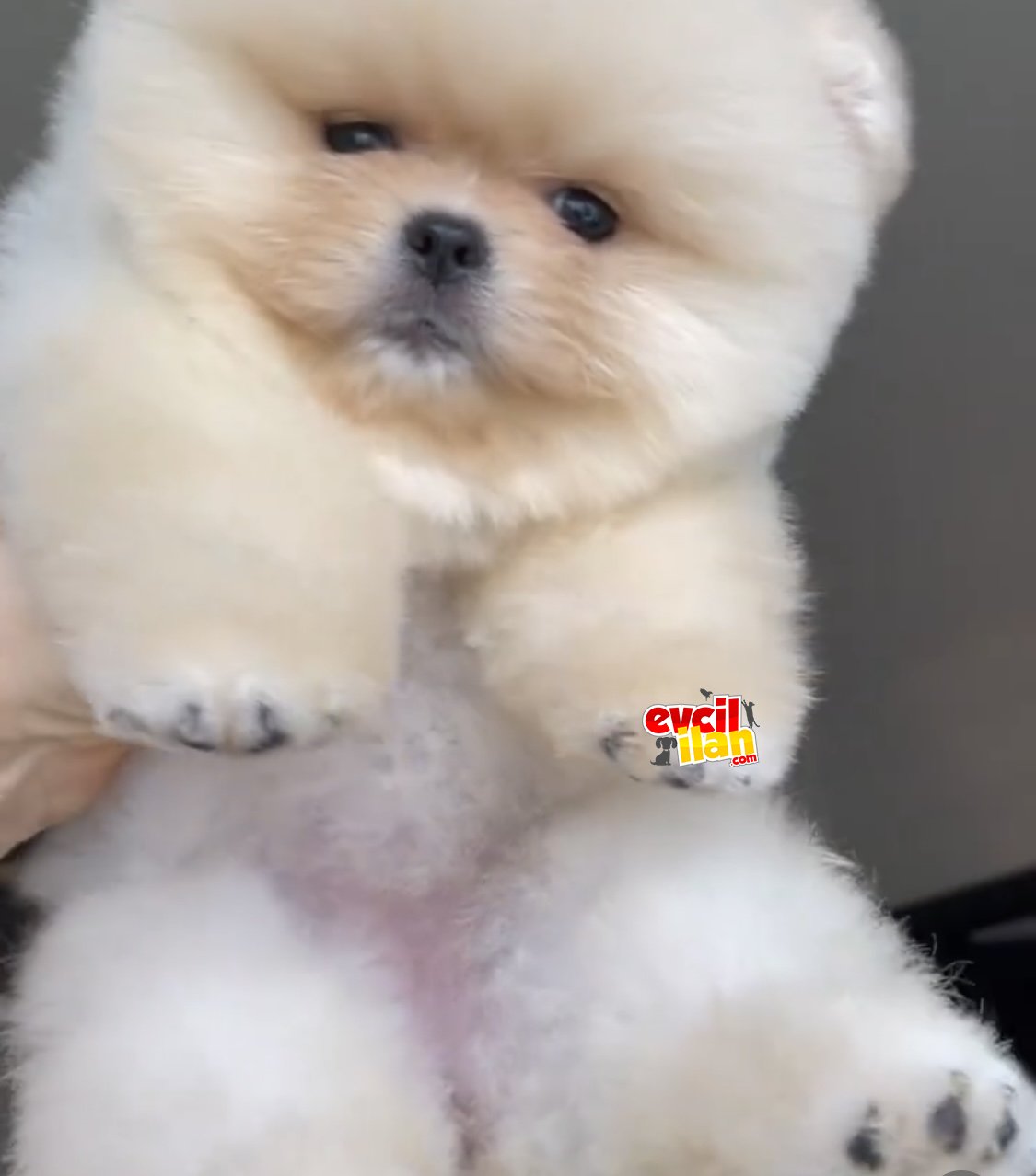 Ayı surat teddy bear Pomeranian ırk garantili 