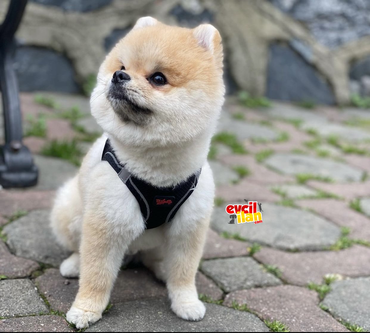 Ayi suratli Pomeranian Boo 1 yasinda