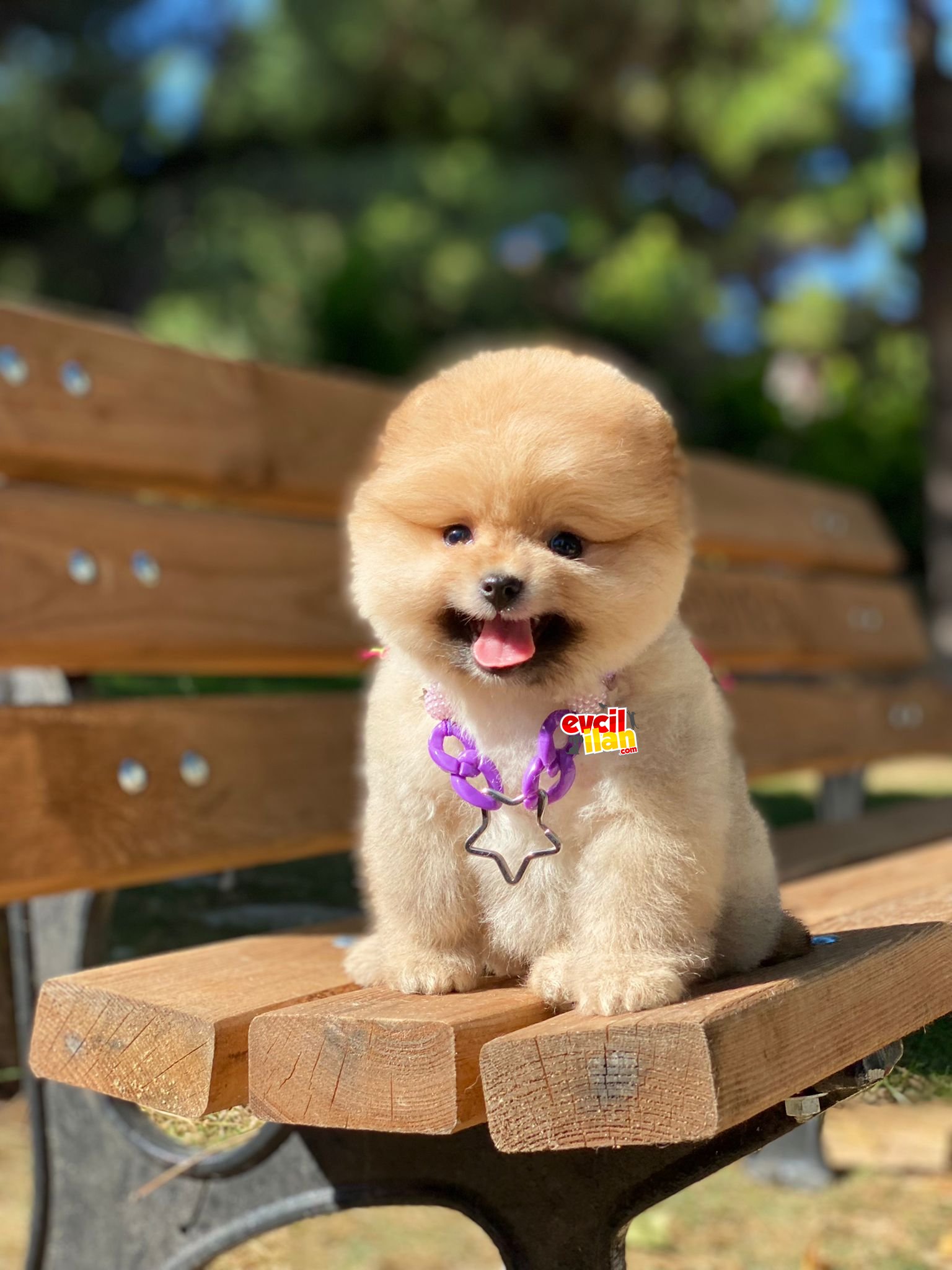 Ayıcık Surat Oranj Dişi Pomeranian Boo Yavrumuz 