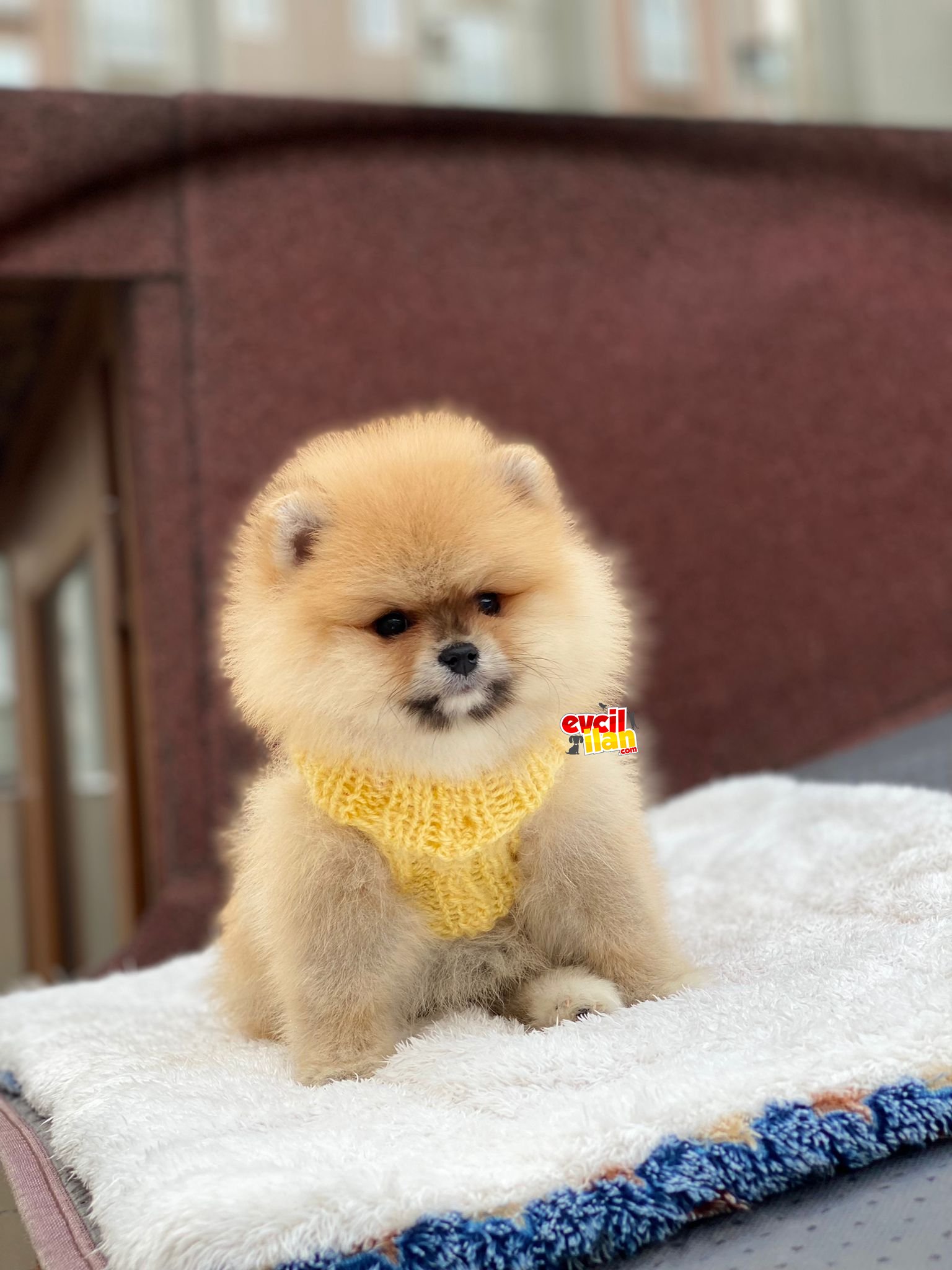 Ayıcık Surat Oranj Pomeranian Boo