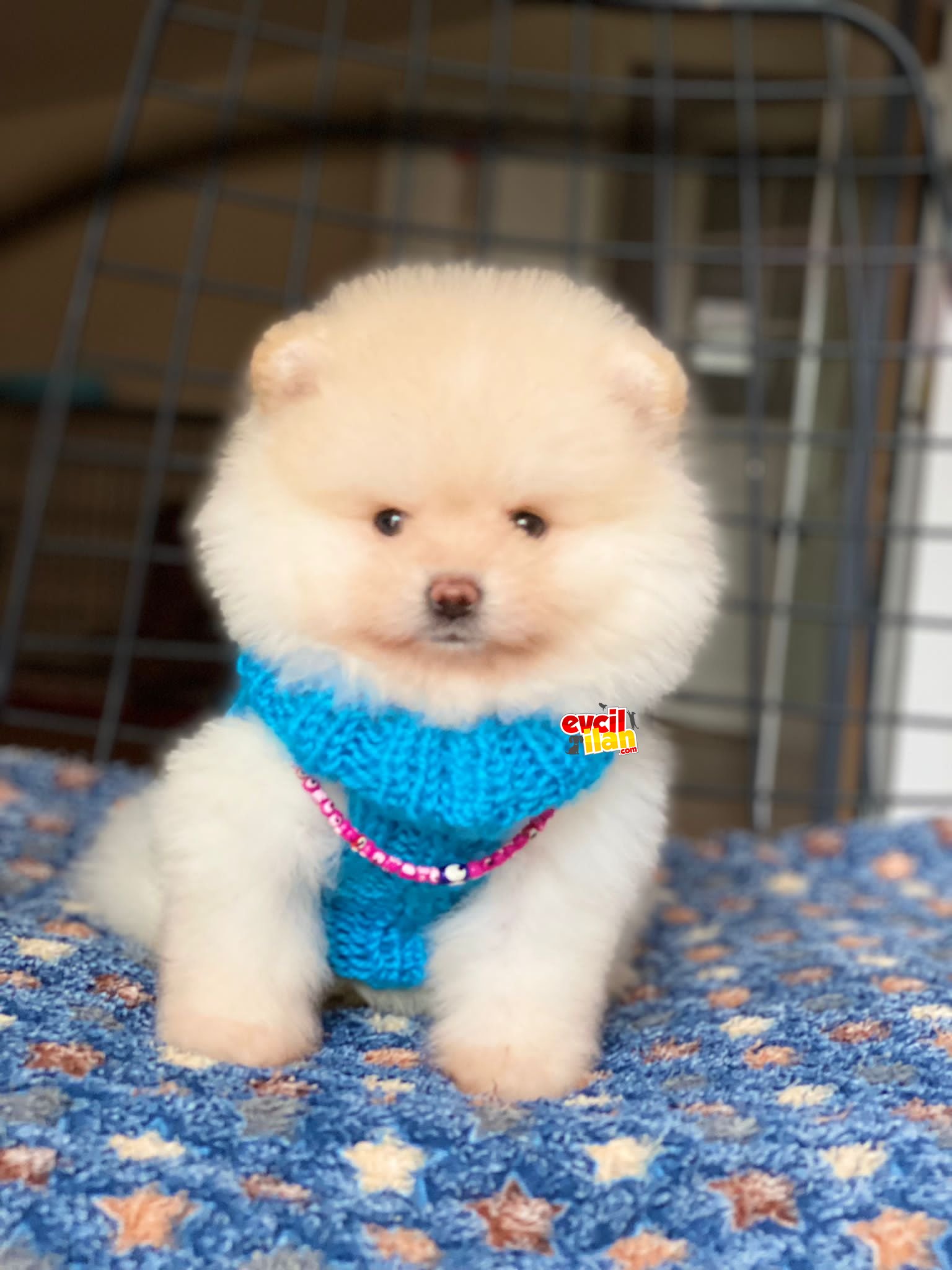 Ayıcık Surat Orjinal Pomeranian Boo Yavrumuz 