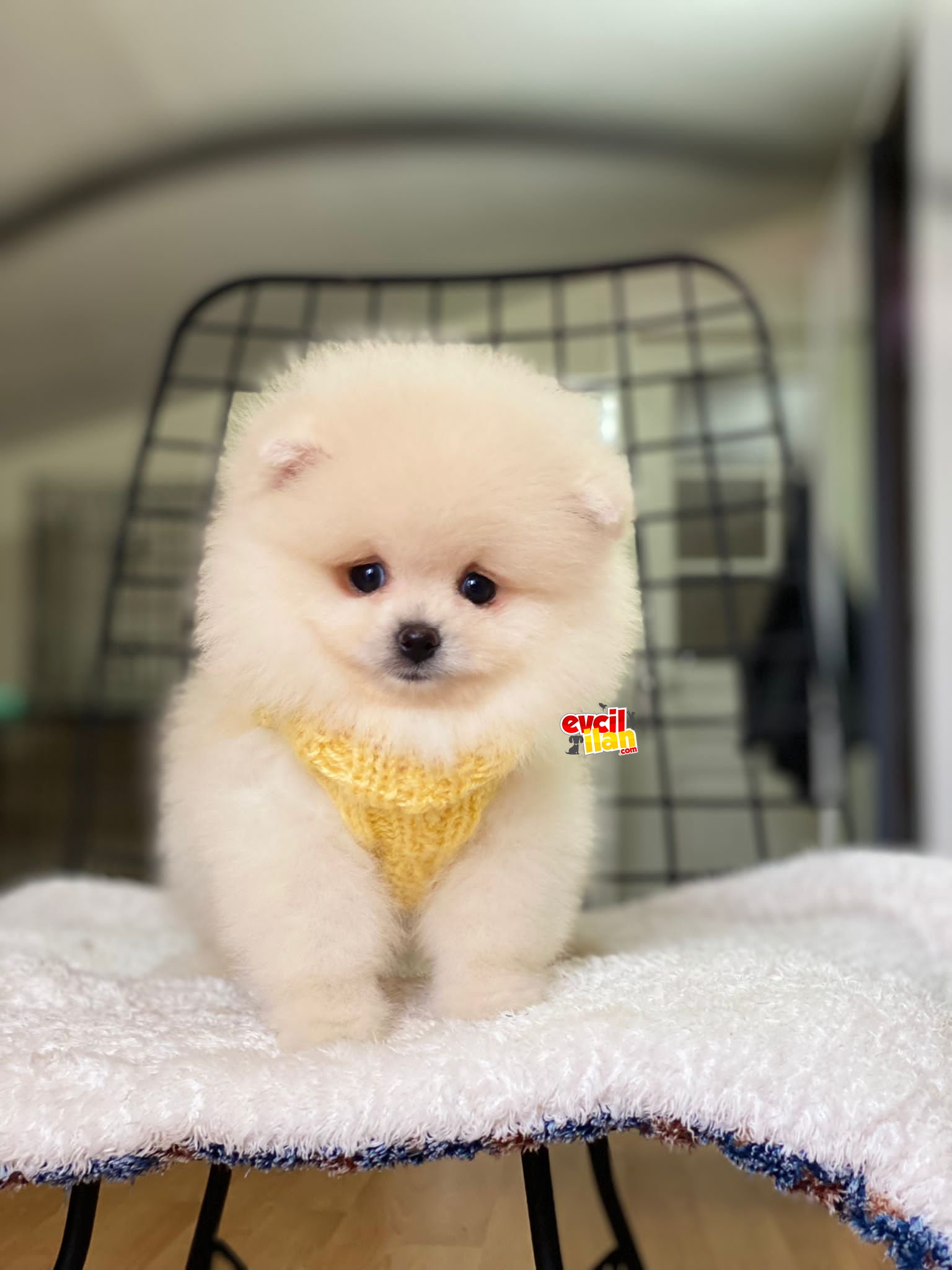 Ayıcık Surat Pomeranian Boo Bebekler