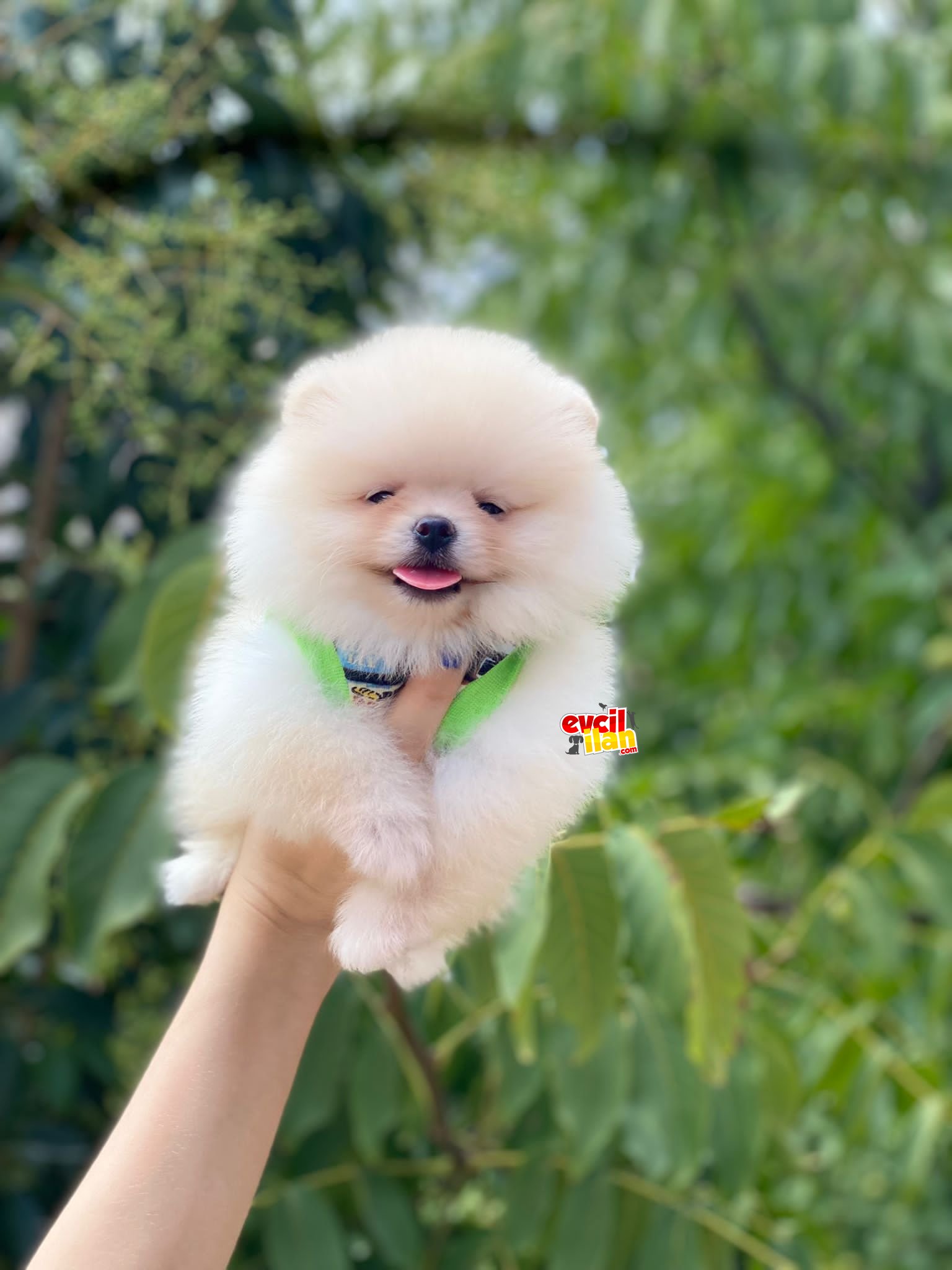 Ayıcık Surat Pomeranian Boo Miniğimiz