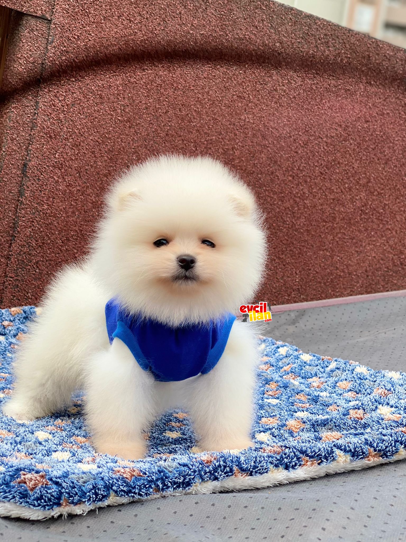 Ayıcık Surat Pomeranian Boo Yavrumuz 