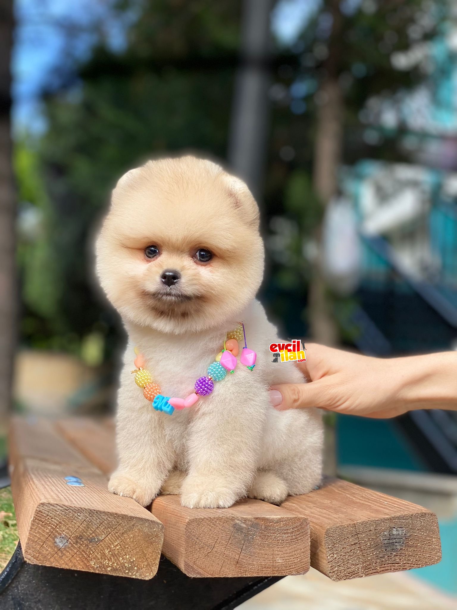 Ayıcık Surat Pomeranian Boo Yavrumuz 