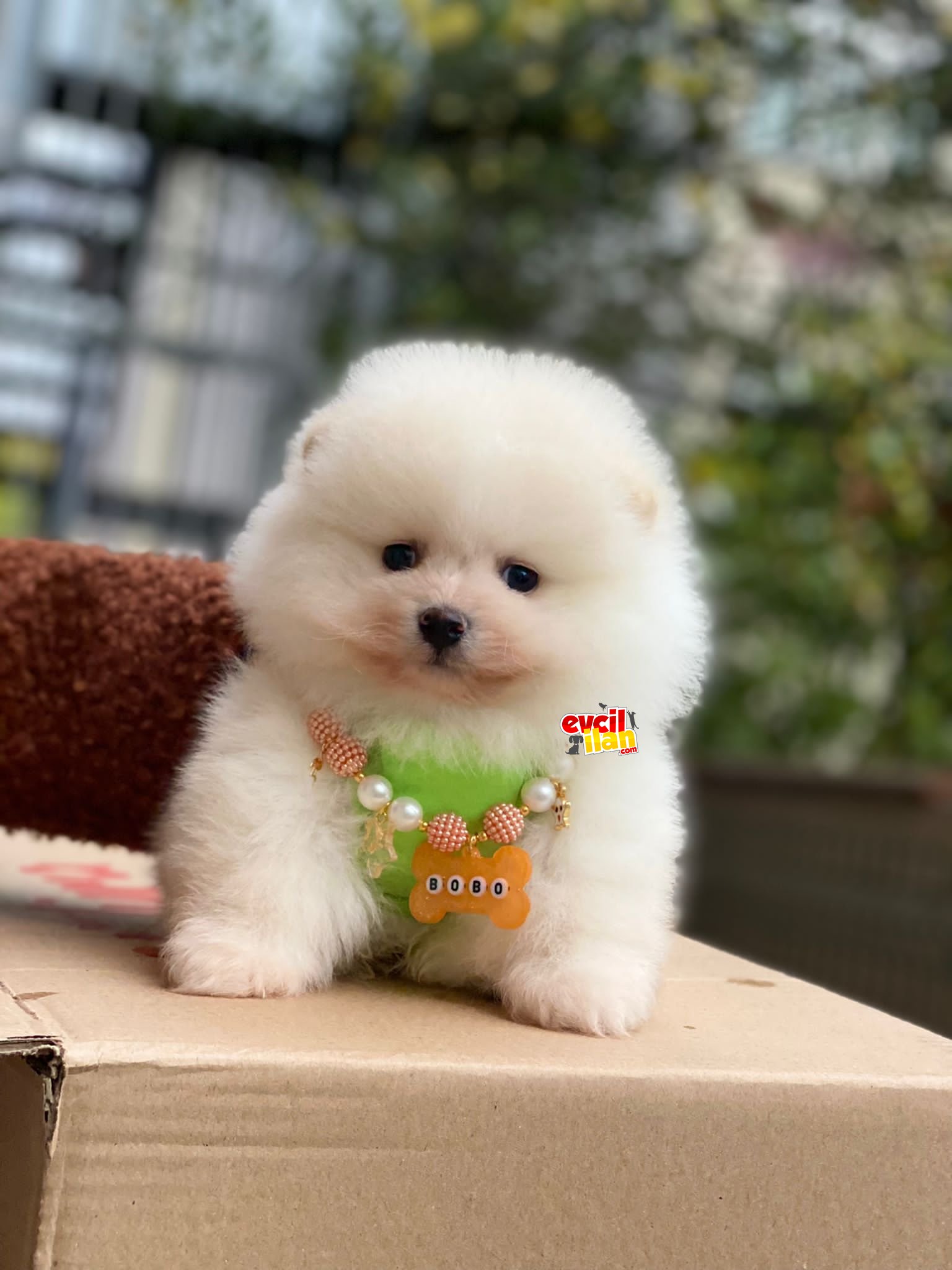 Ayıcık Surat Pomeranian Boo Yavrumuz 