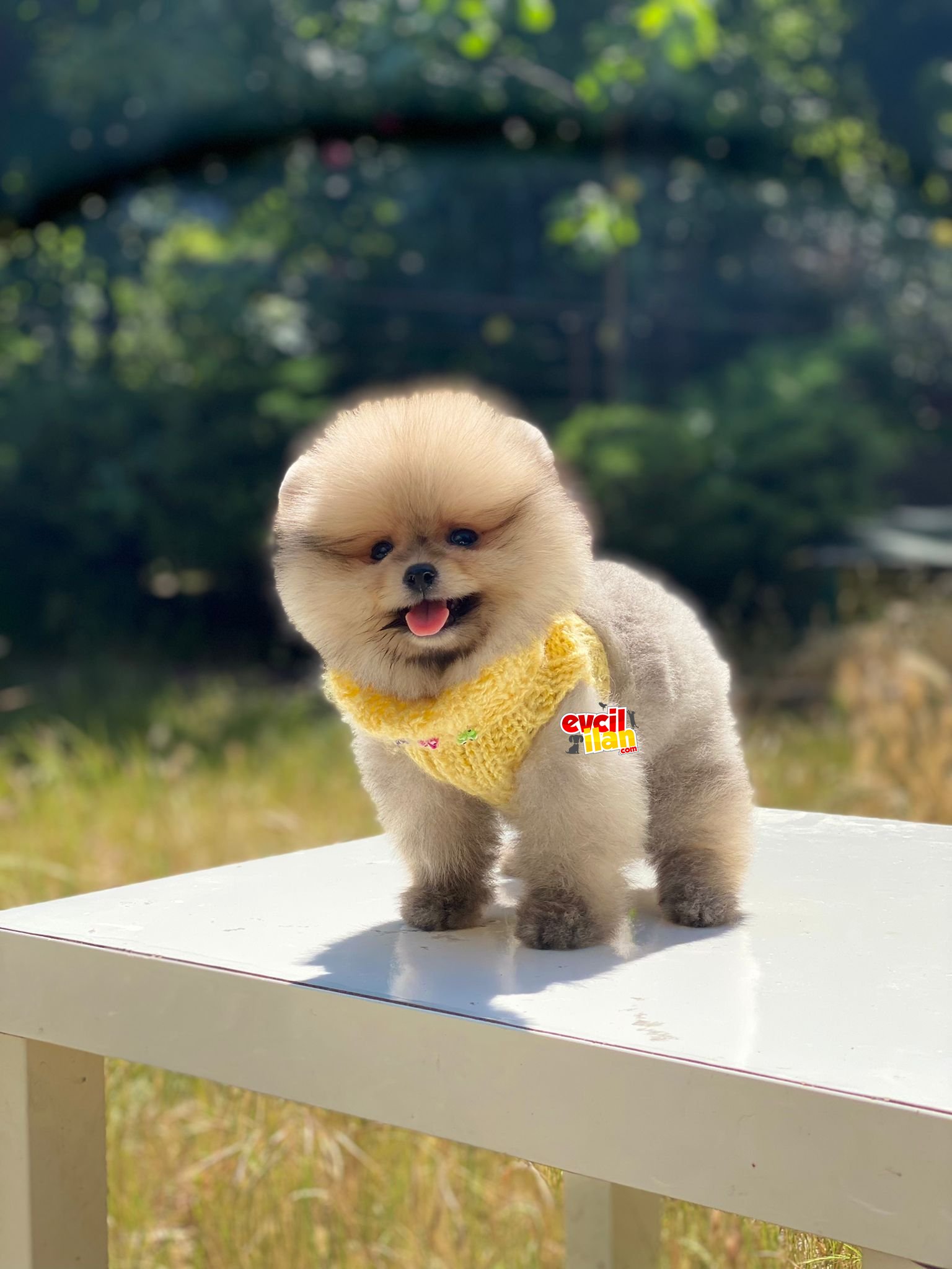 Ayıcık Surat Pomeranian Boo Yavrumuz 