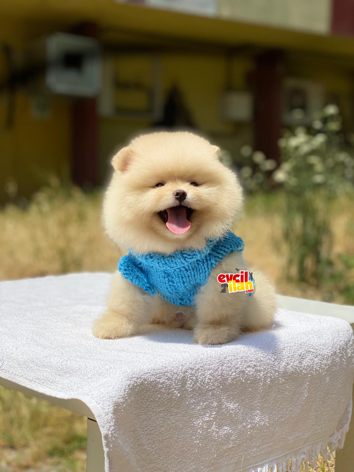 Ayıcık Surat Pomeranian Boo Yavrumuz 