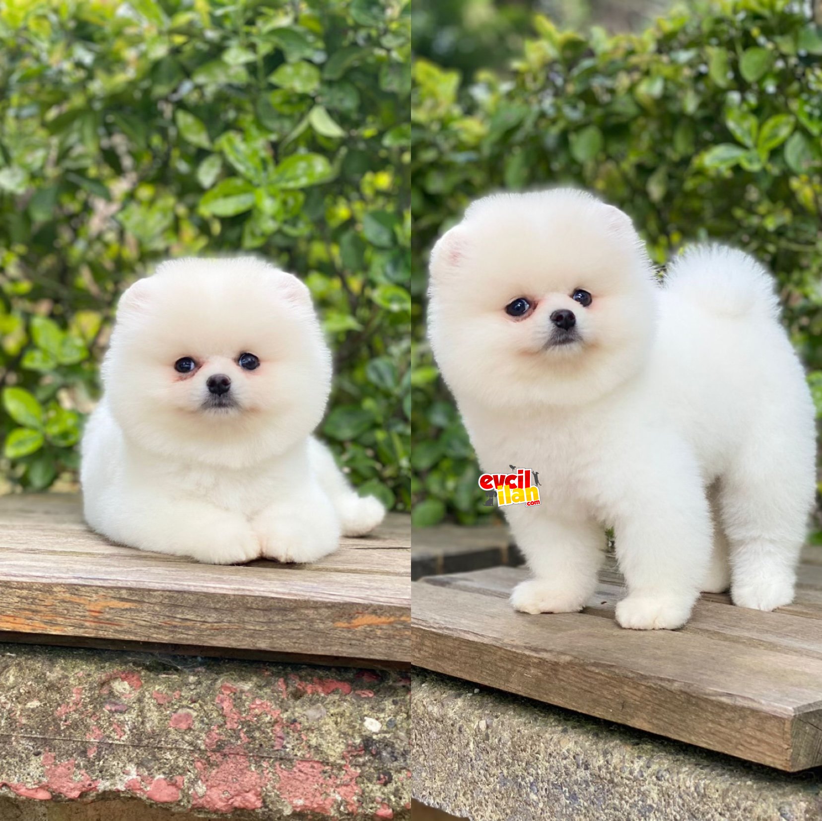 Ayıcık Surat Pomeranian Boo Yavrumuz 