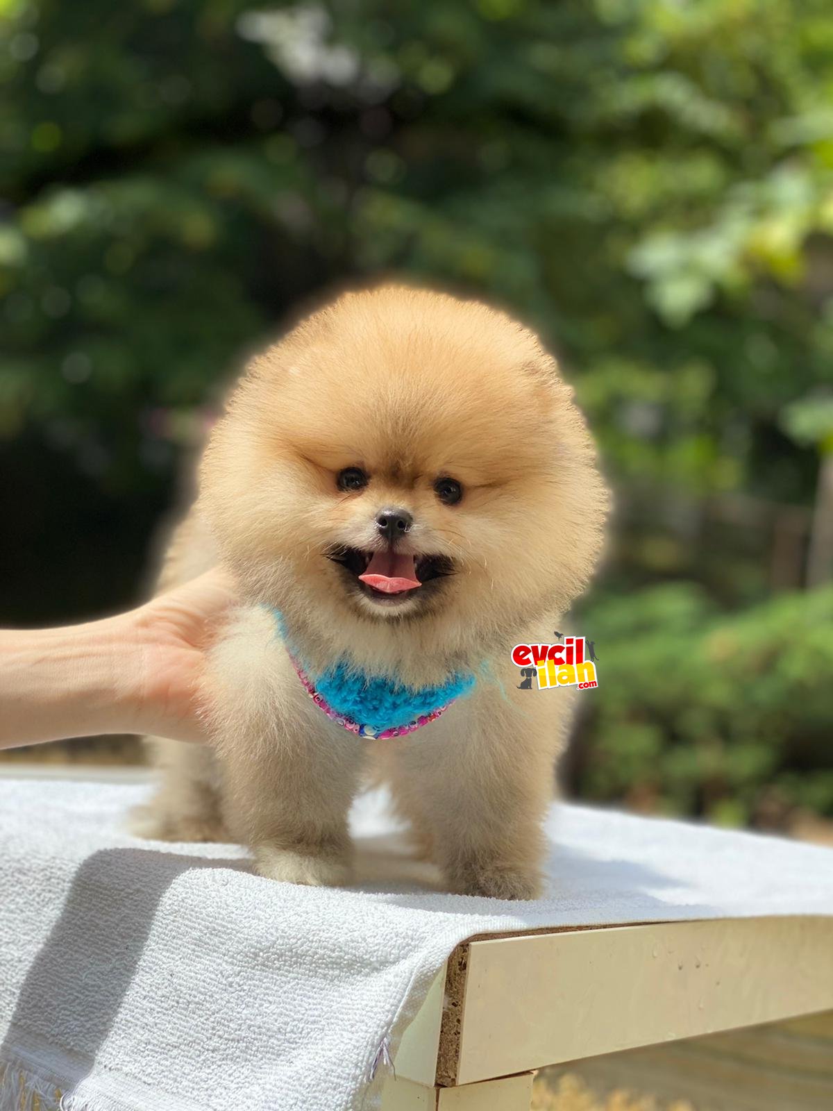 Ayıcık Surat Pomeranian Boo Yavrumuz 