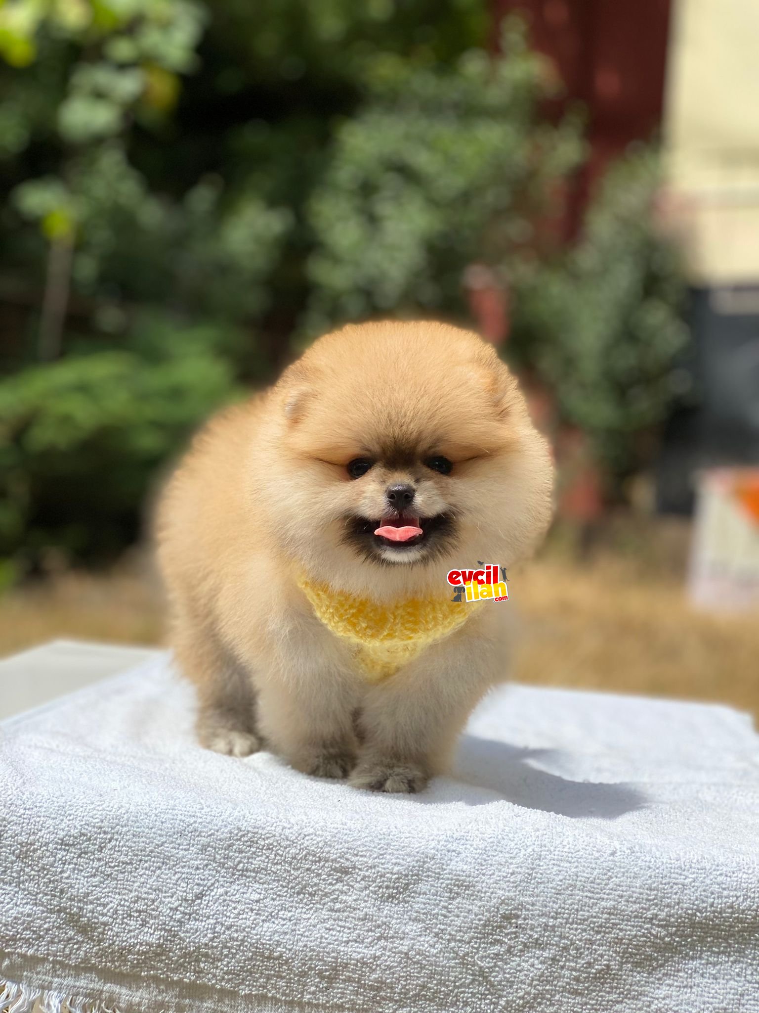 Ayıcık Surat Pomeranian Boo Yavrumuz 