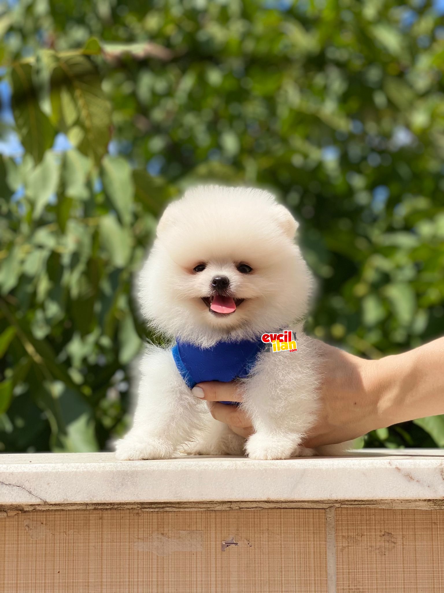 Ayıcık Surat Pomeranian Boo Yavrumuz 