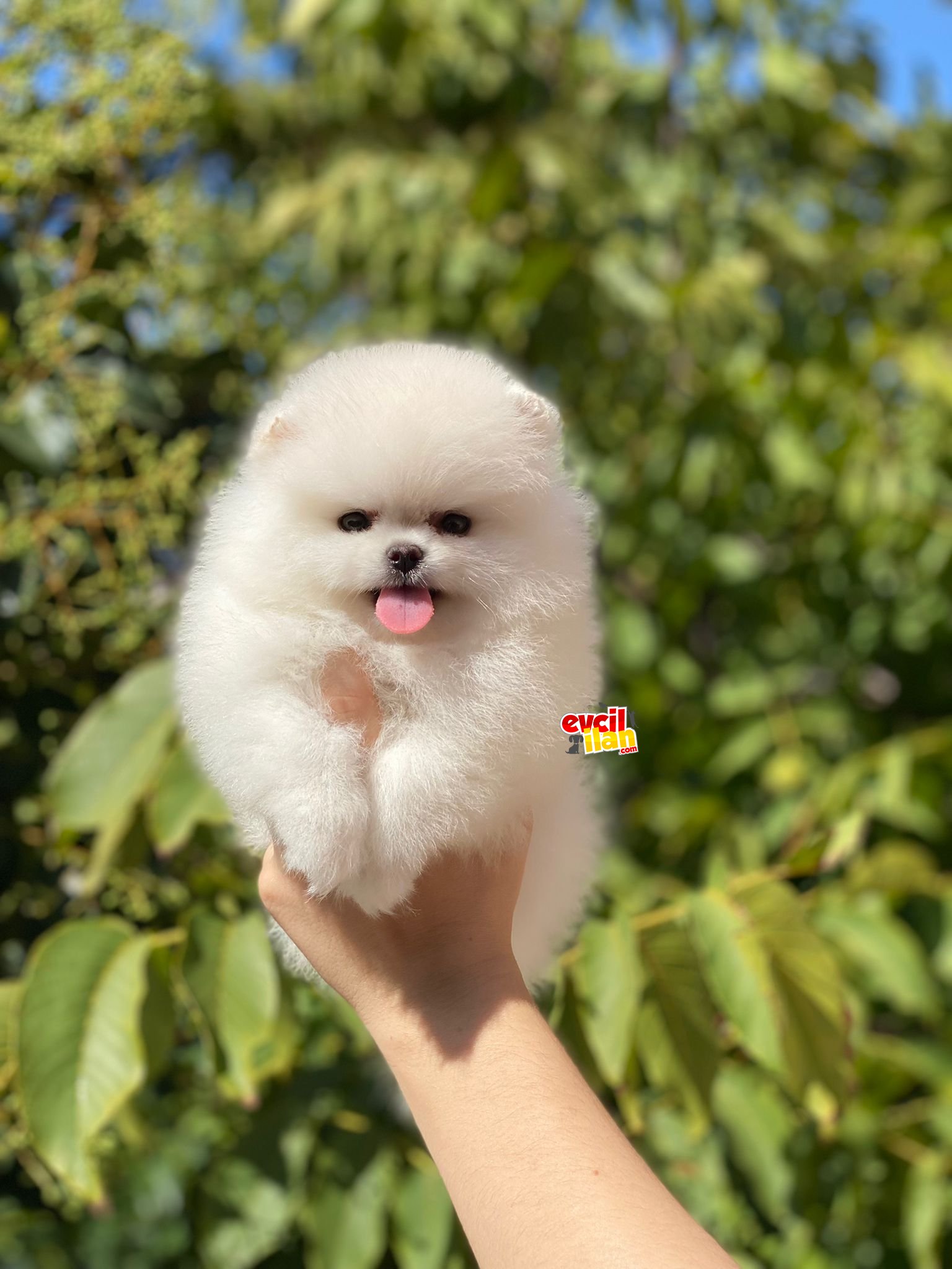 Ayıcık Surat Teacup Kar Beyaz Pomeranian Boo