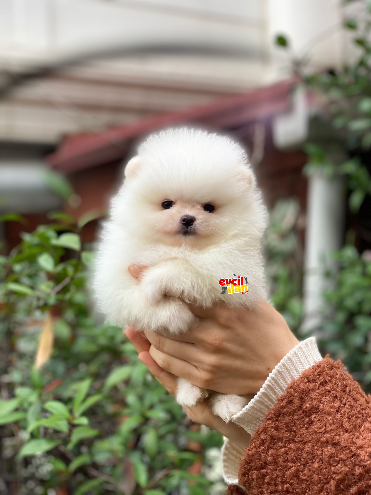 Ayıcık Surat Teacup Pomeranian Boo Miniğimiz 