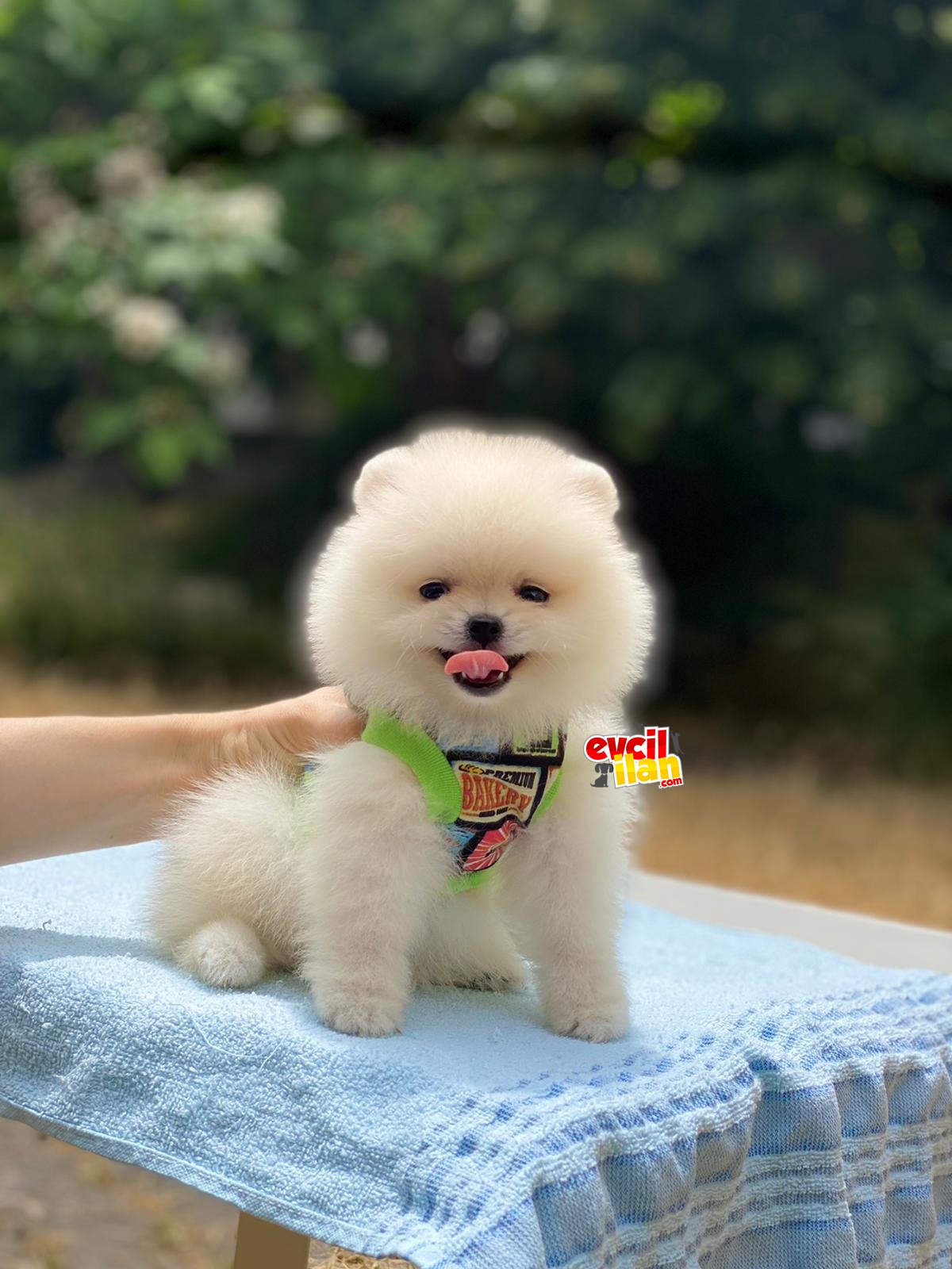 Ayıcık Suratlı Beyaz Pomeranian Boo Yavrumuz 