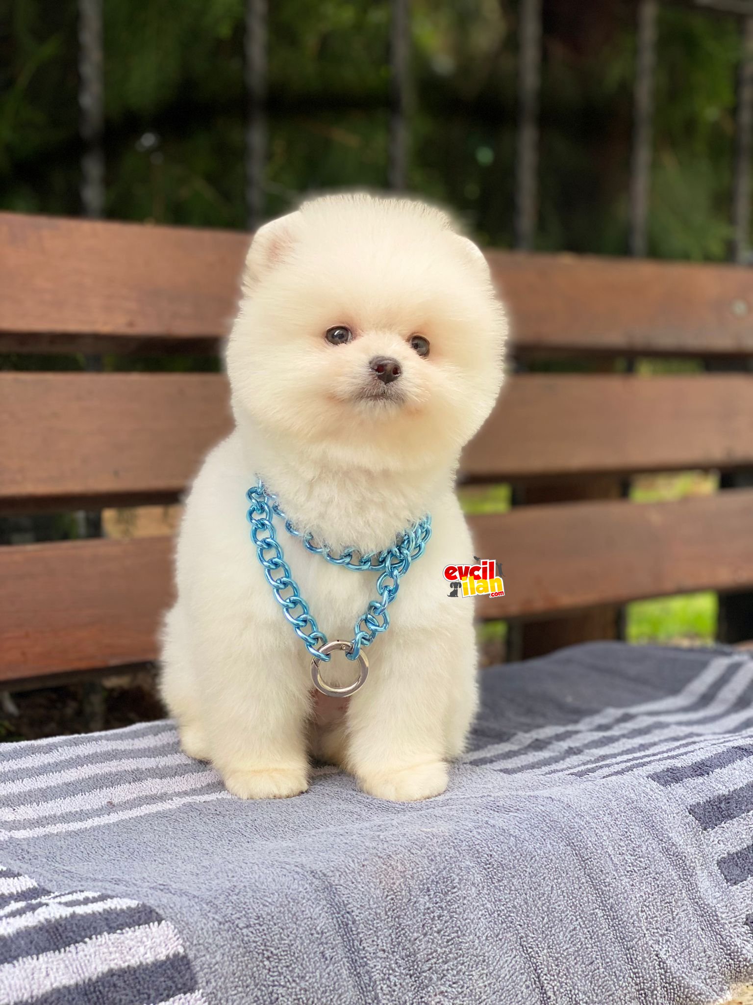 Ayıcık Suratlı Dişi Pomeranian Boo Yavrumuz 