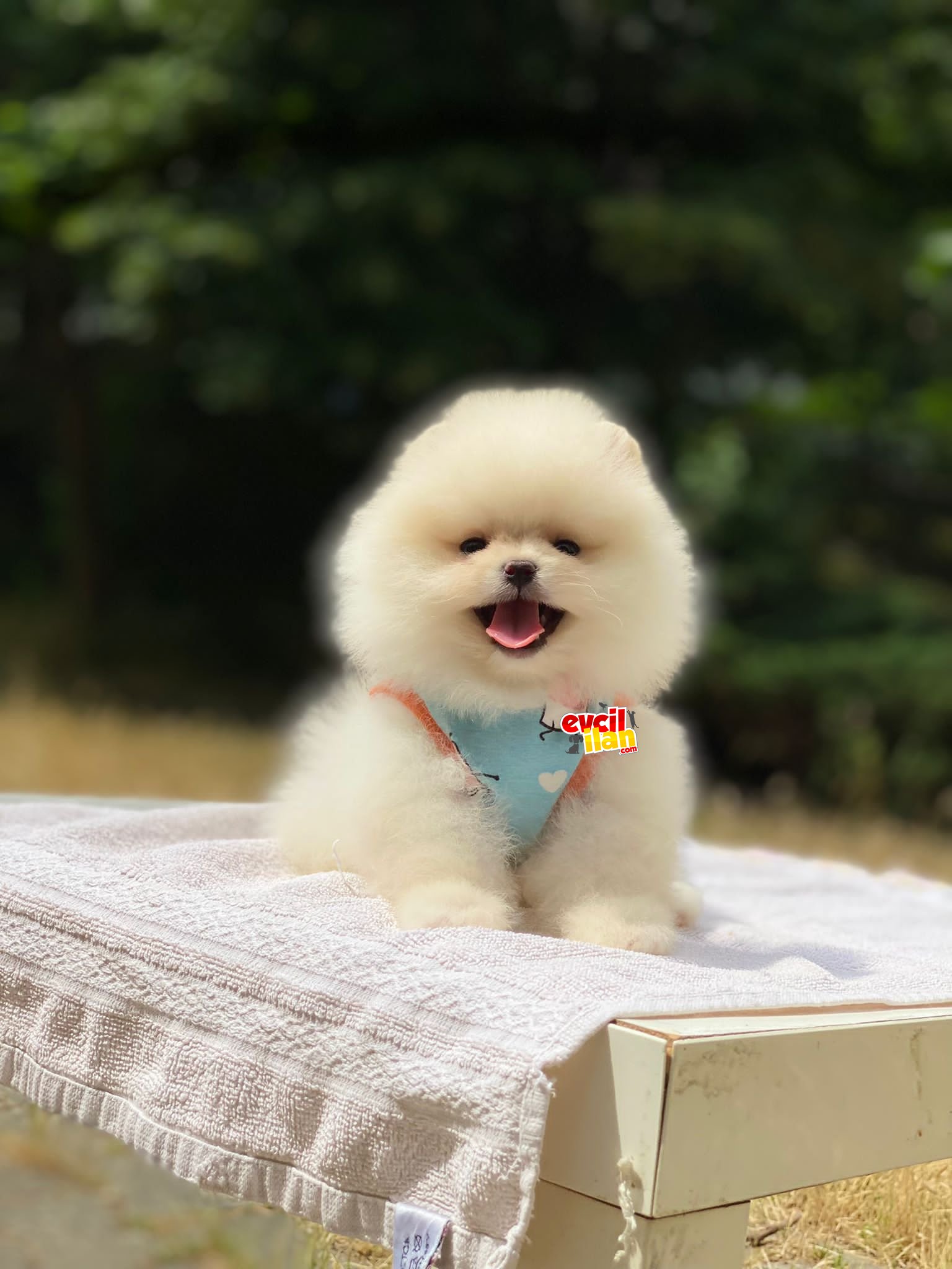 Ayıcık Suratlı Dişi Pomeranian Boo Yavrumuz 