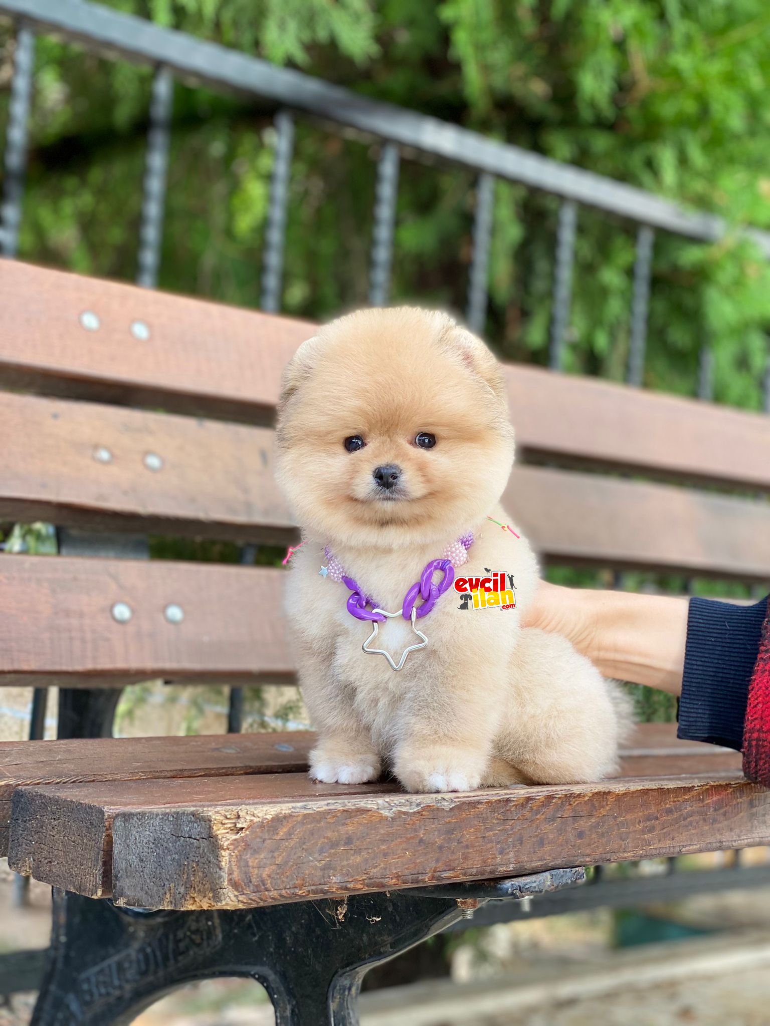 Ayıcık Suratlı Oranj Pomeranian Boo Yavrumuz 