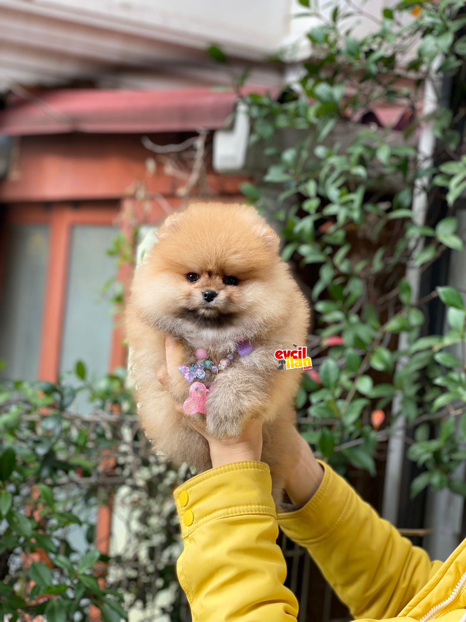 Ayıcık Suratlı Oranj Pomeranian Boo Yavrumuz 