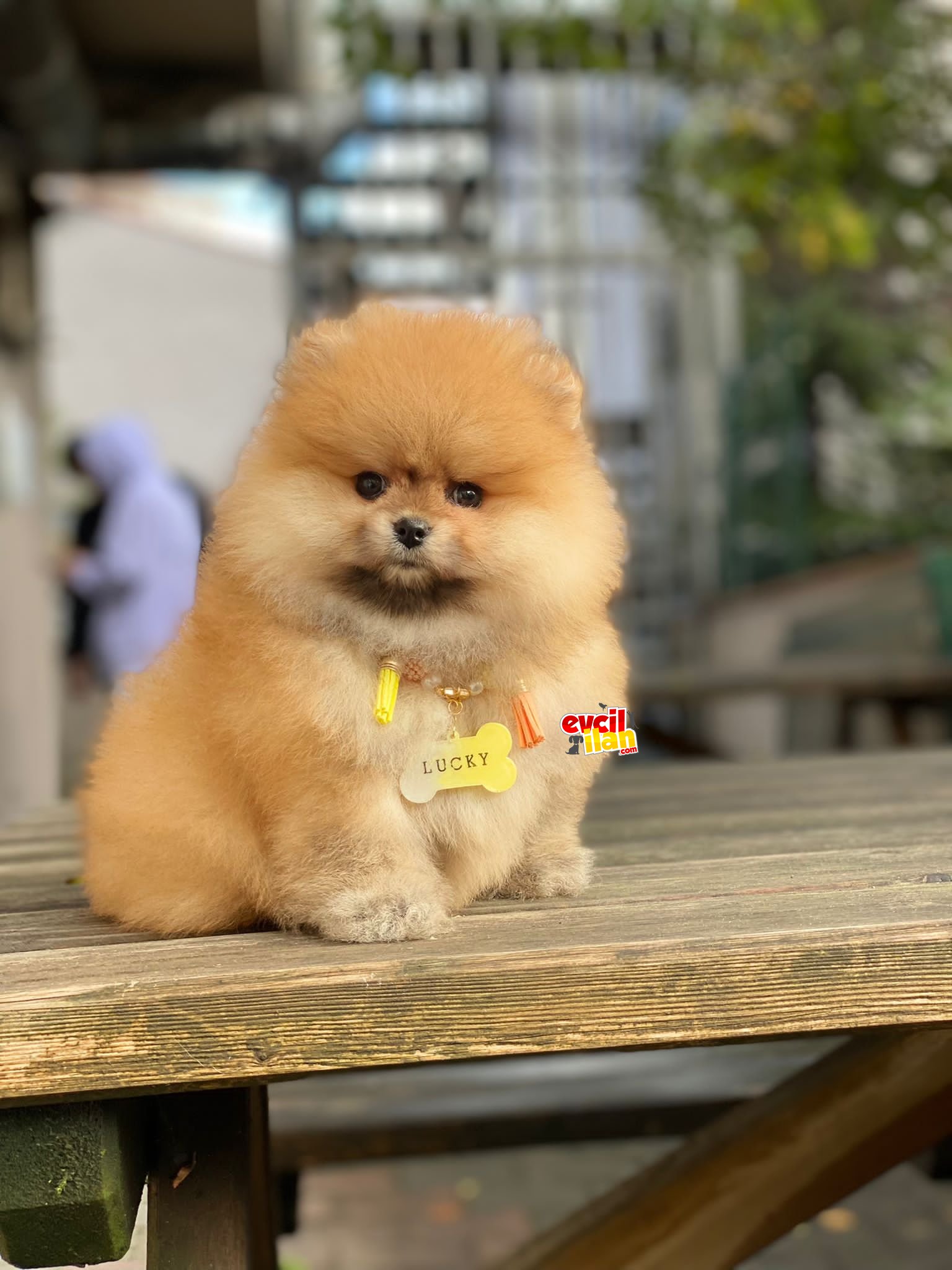 Ayıcık Suratlı Oranj Pomeranian Boo Yavrumuz 