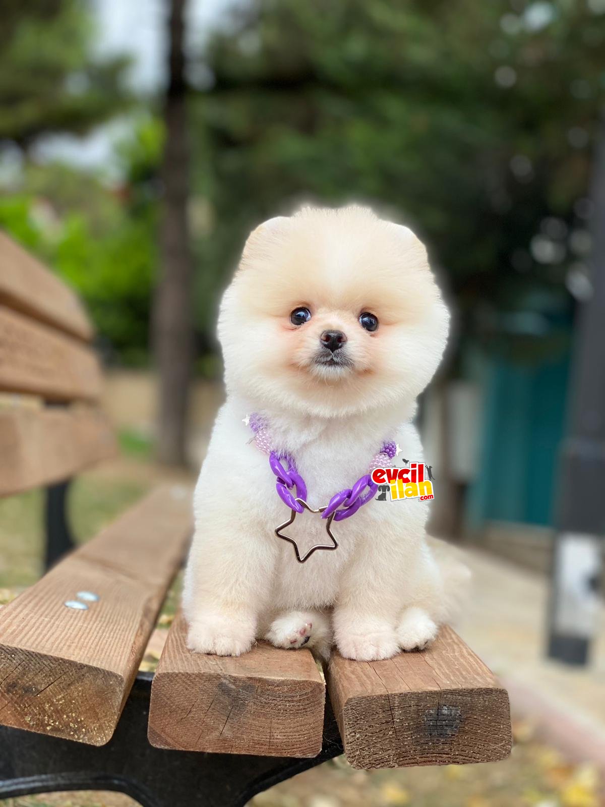 Ayıcık Suratlı Pomeranian Boo Prensesimiz 