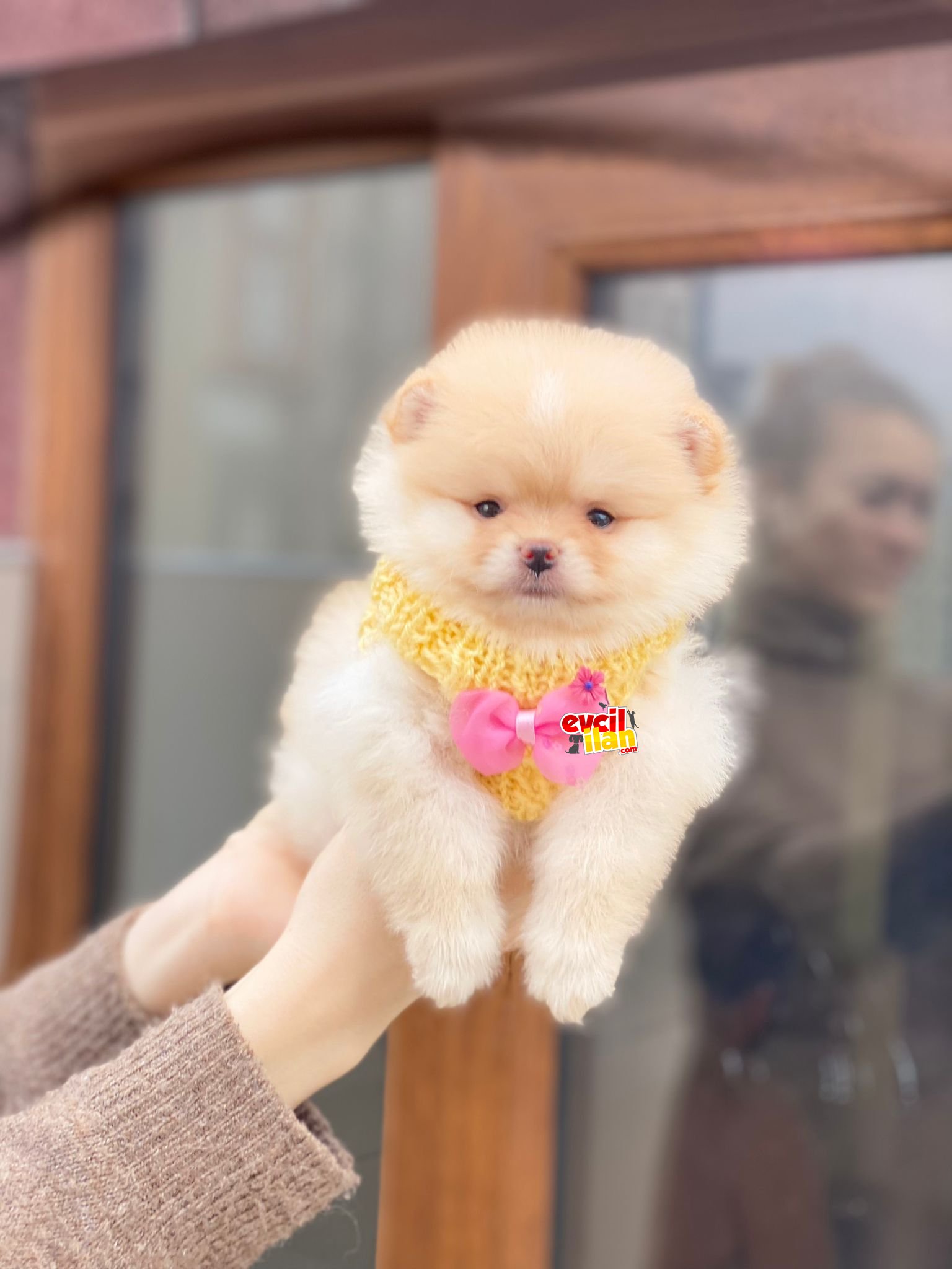 Ayıcık Suratlı Pomeranian Boo Yavrumuz 