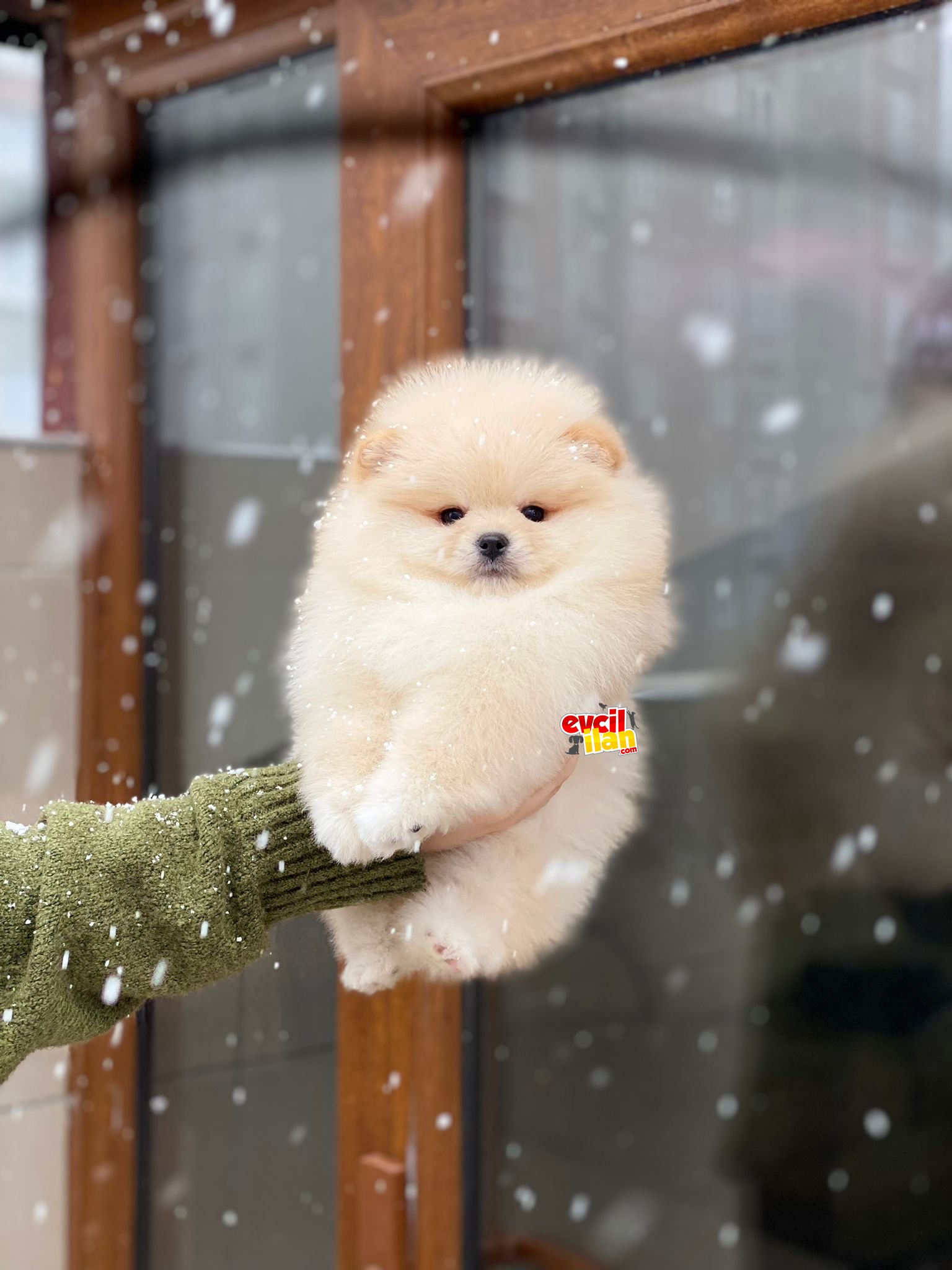 Ayıcık Suratlı Pomeranian Boo Yavrumuz 