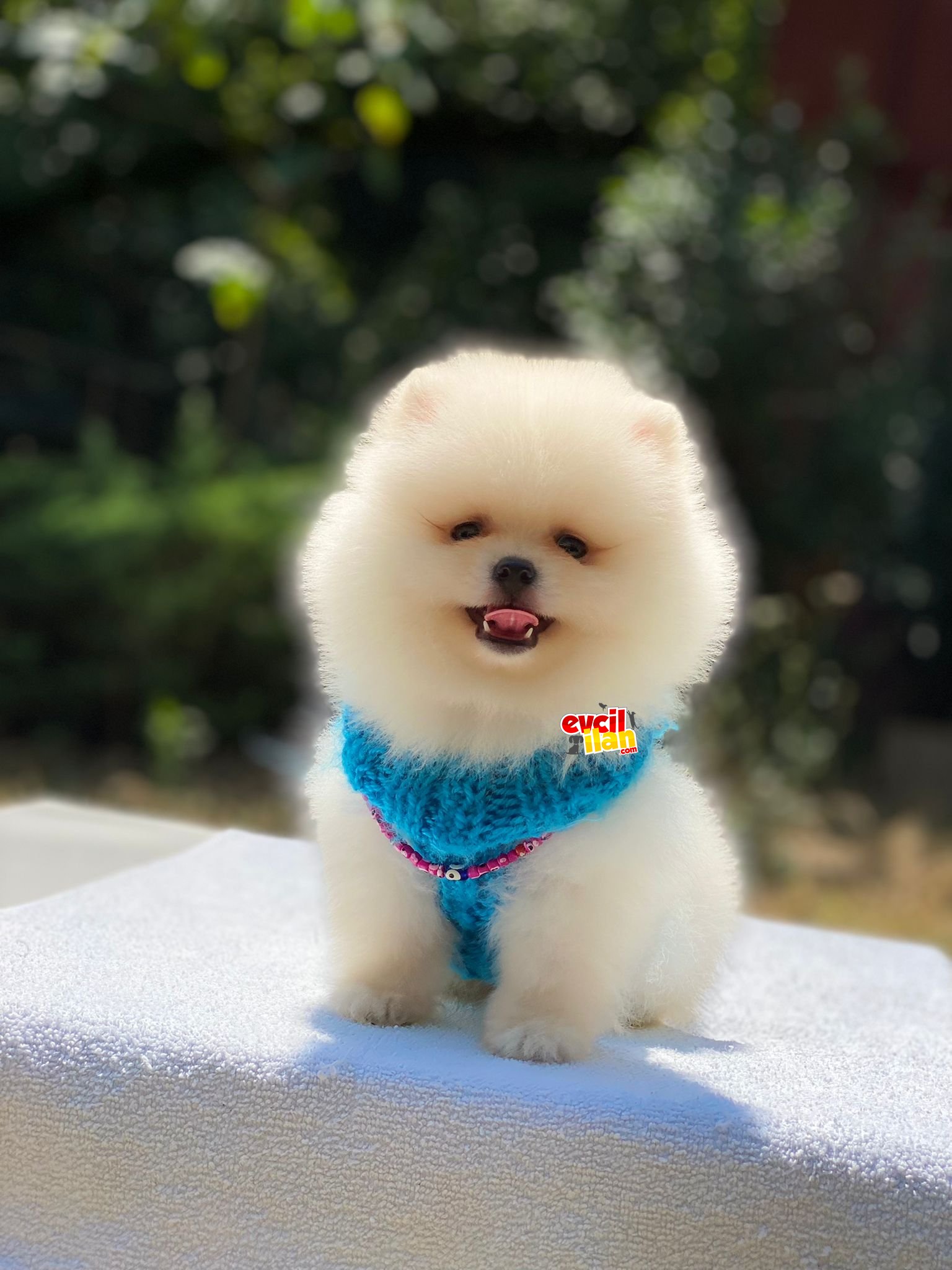 Ayıcık Suratlı Pomeranian Boo Yavrumuz 