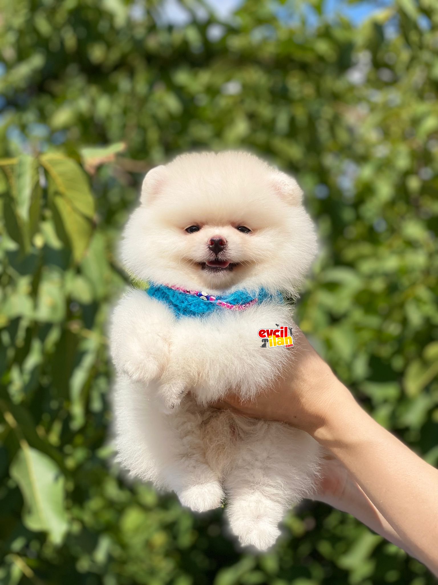 Ayıcık Suratlı Pomeranian Boo Yavrumuz 