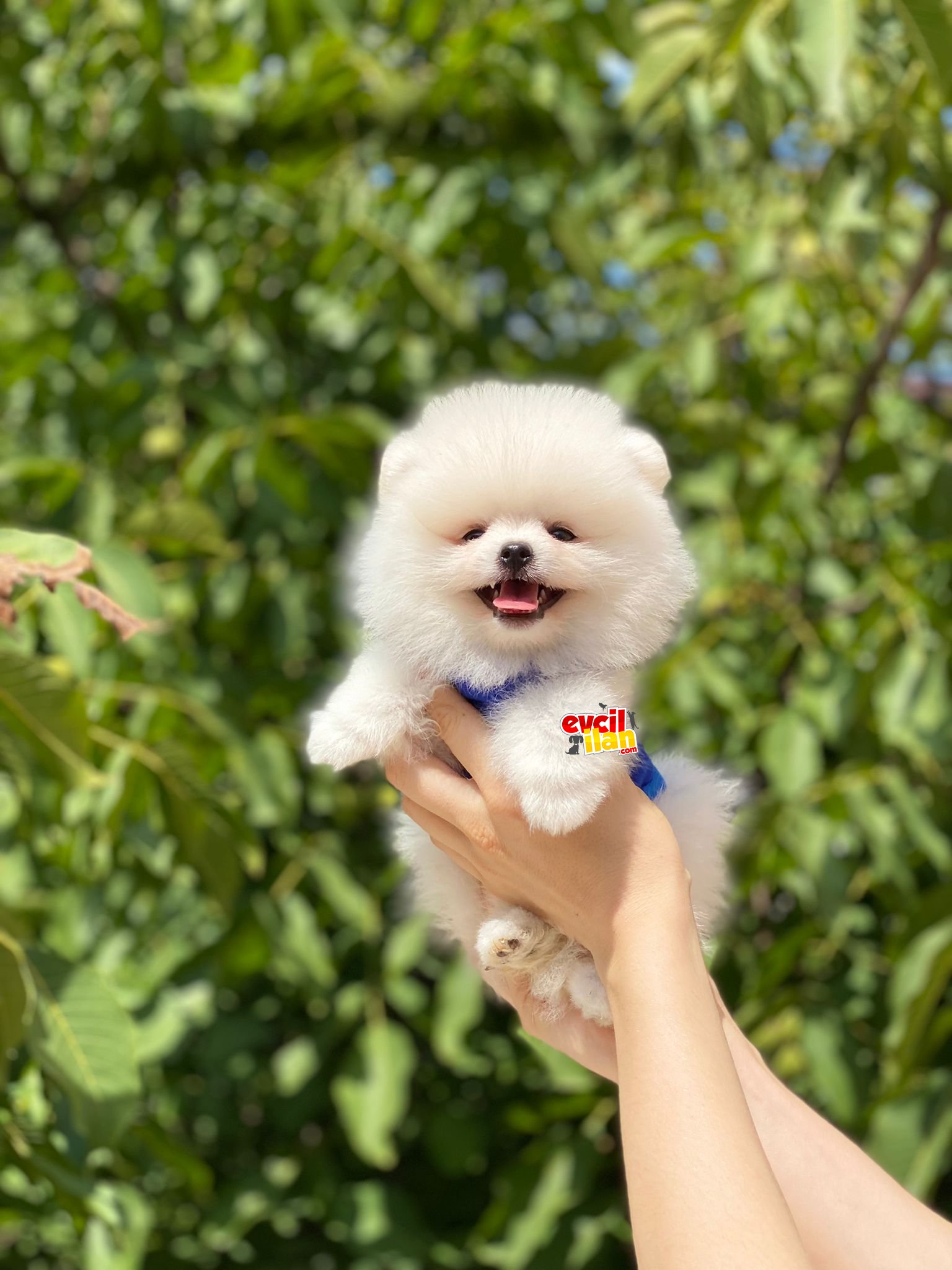 Ayıcık Suratlı Pomeranian Boo Yavrumuz 