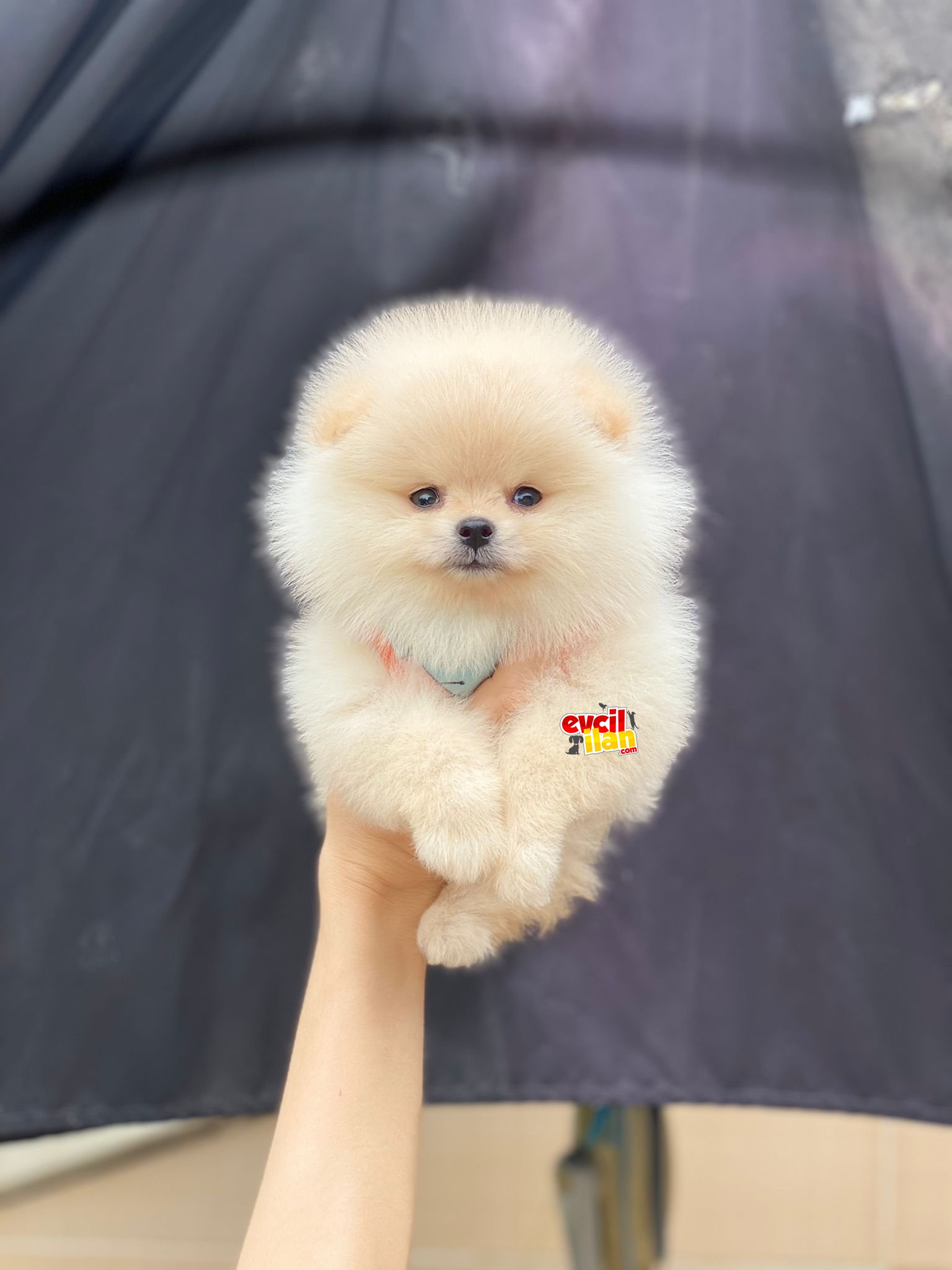 Ayıcık Suratlı Pomeranian Boo Yavrumuz 