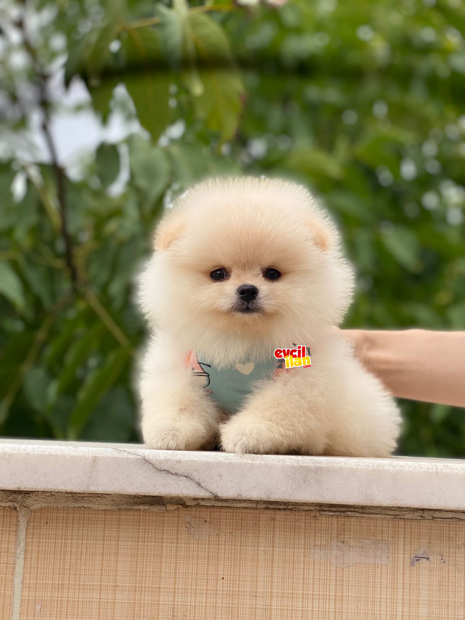 Ayıcık Suratlı Pomeranian Boo Yavrumuz 