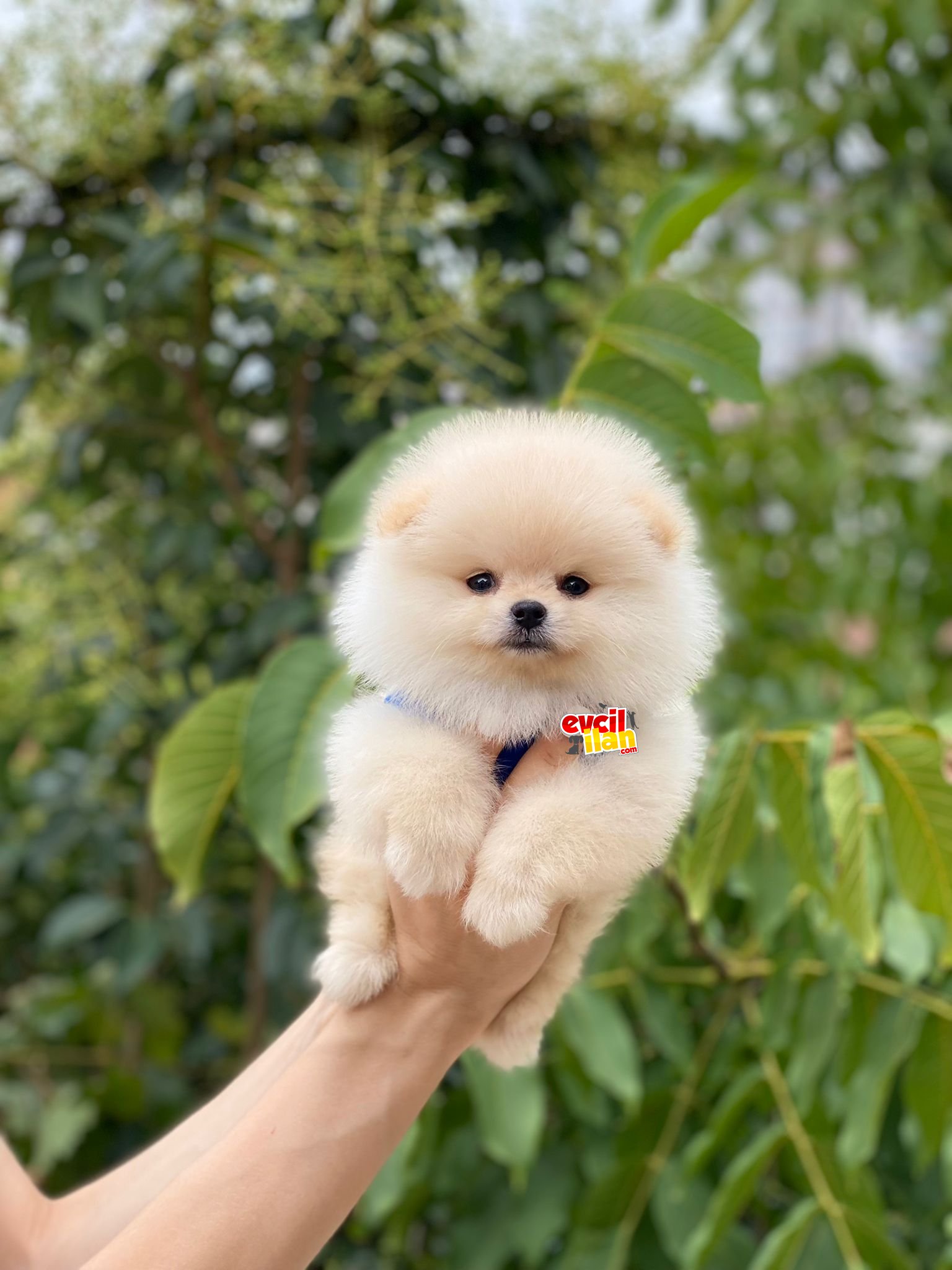 Ayıcık Suratlı Pomeranian Boo Yavrumuz 