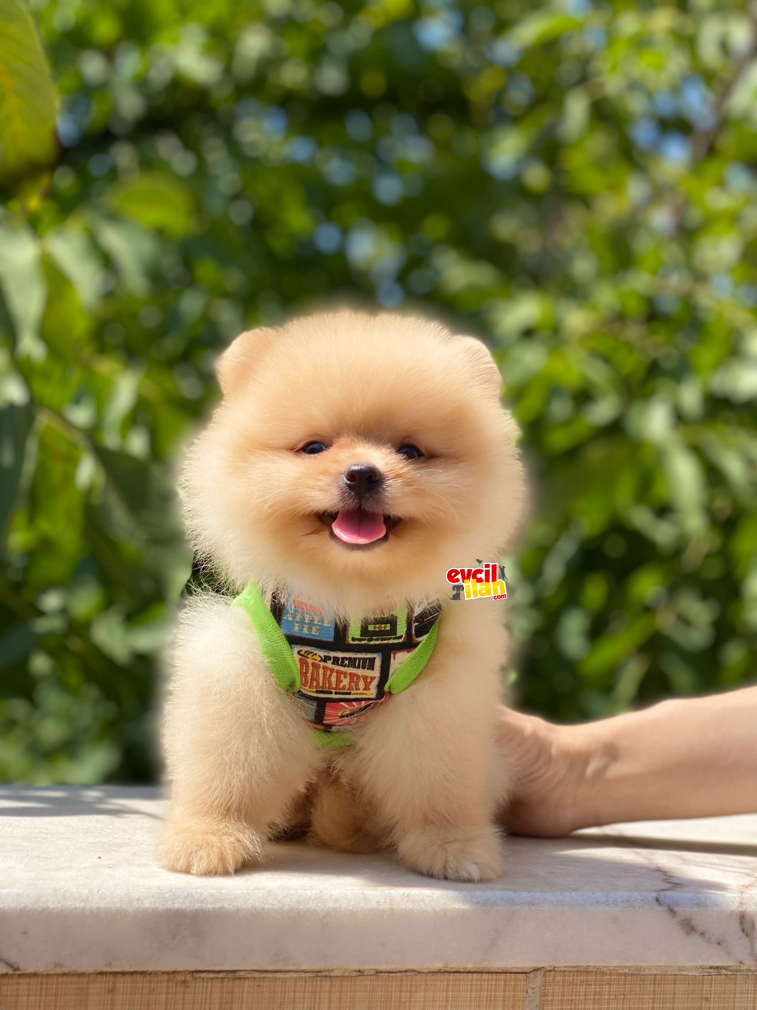 Ayıcık Suratlı Pomeranian Boo Yavrumuz 