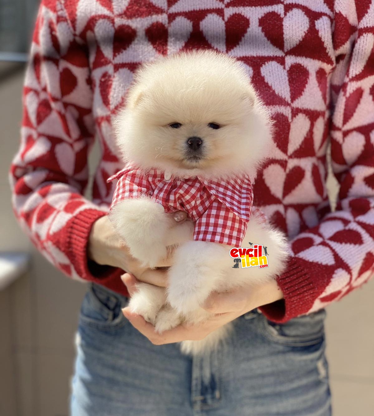 Ayıcık Suratlı Pomeranian Boo Yavrumuz 