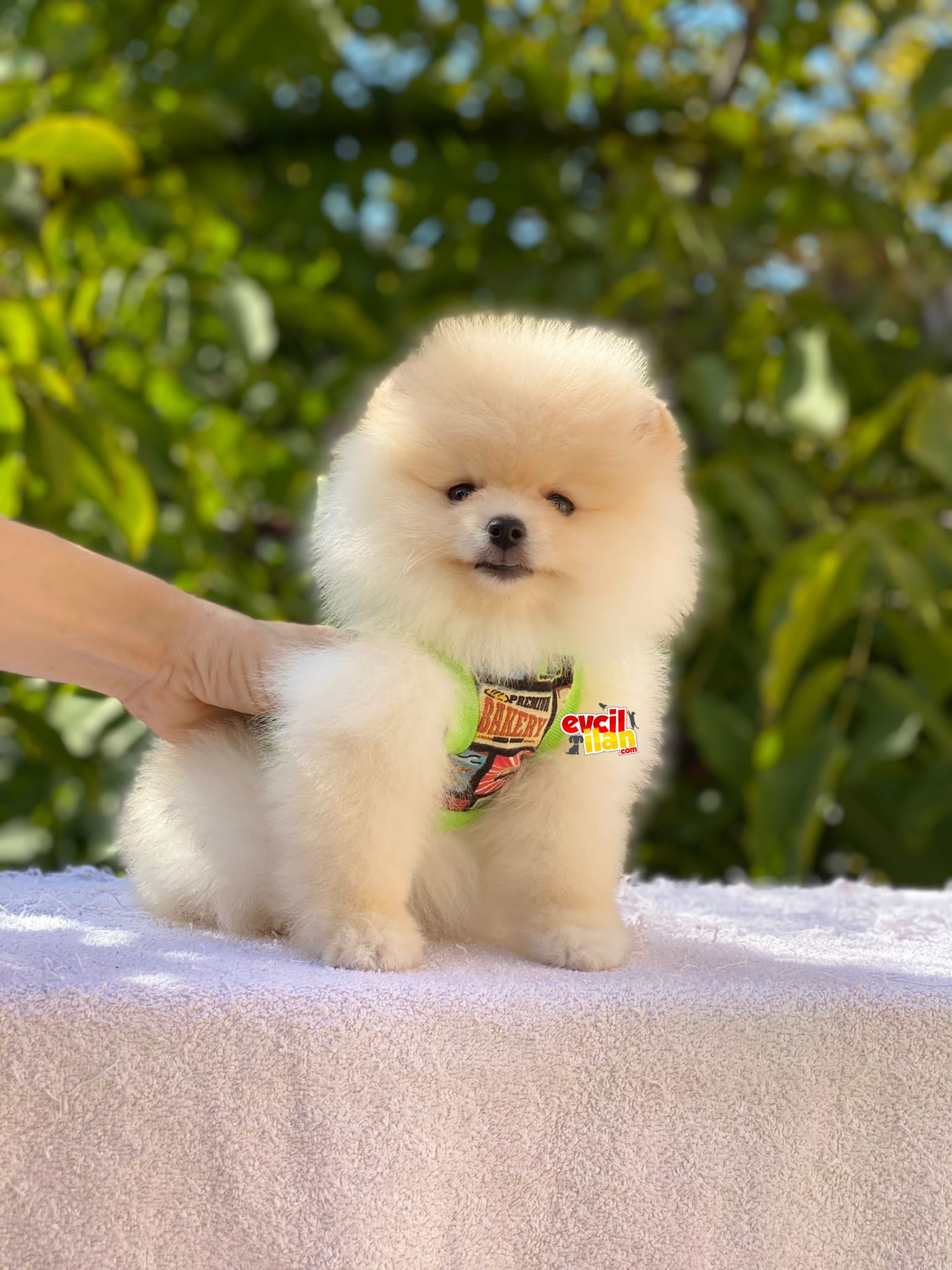 Ayıcık Suratlı Pomeranian Boo Yavrumuz 