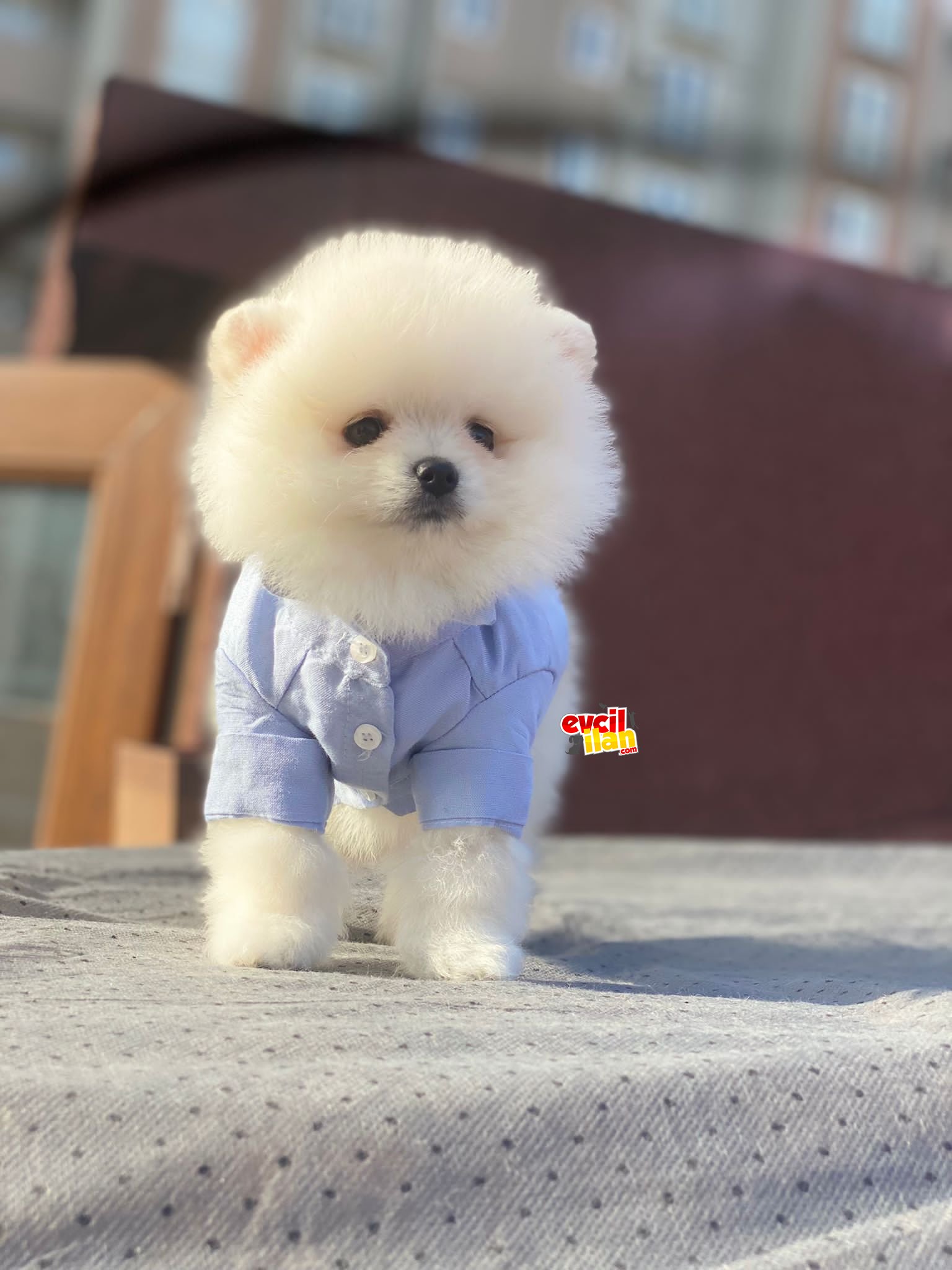 Ayıcık Suratlı Pomeranian Boo Yavrumuz 