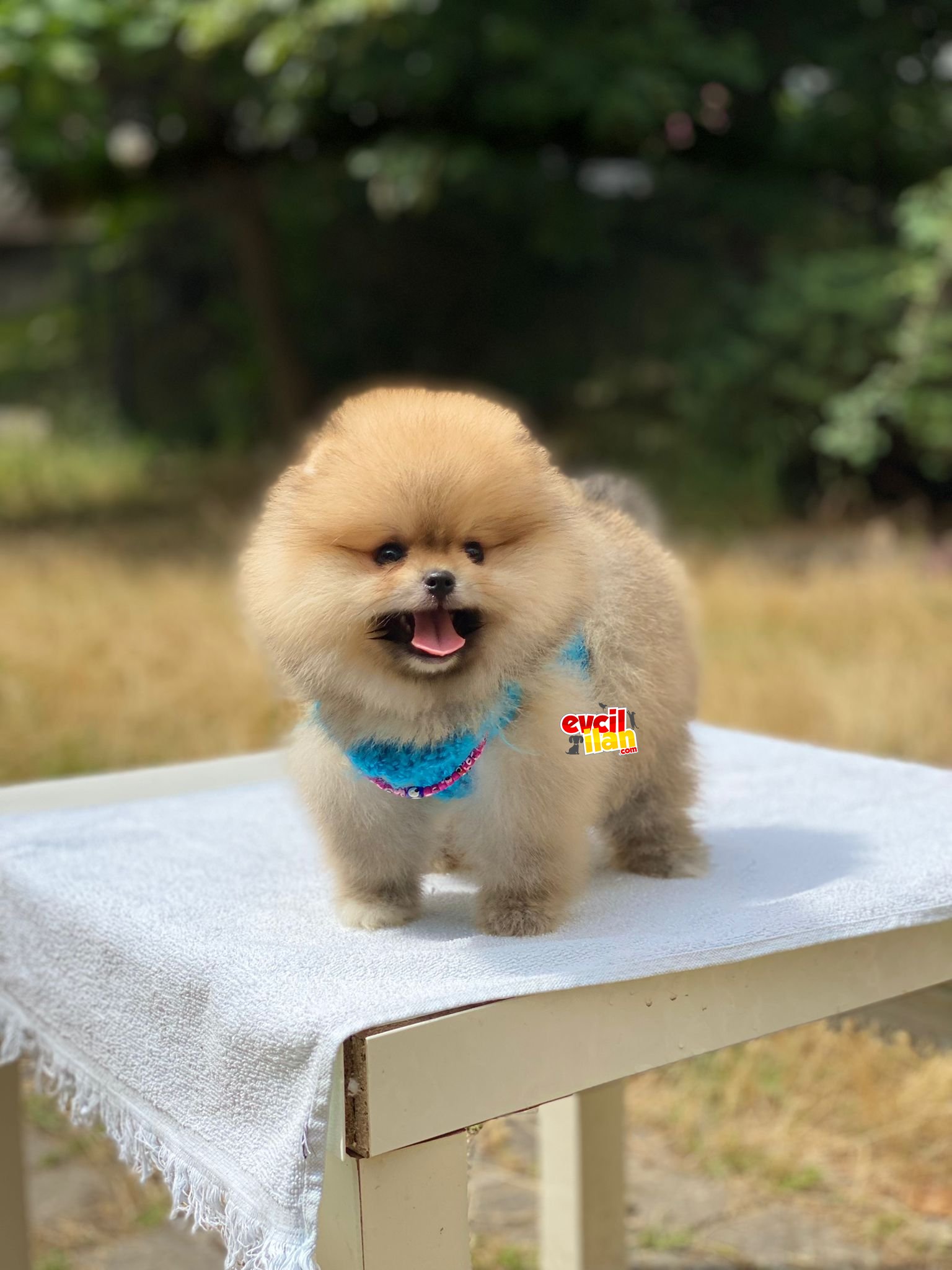 Ayıcık Suratlı Pomeranian Boo Yavrumuz 