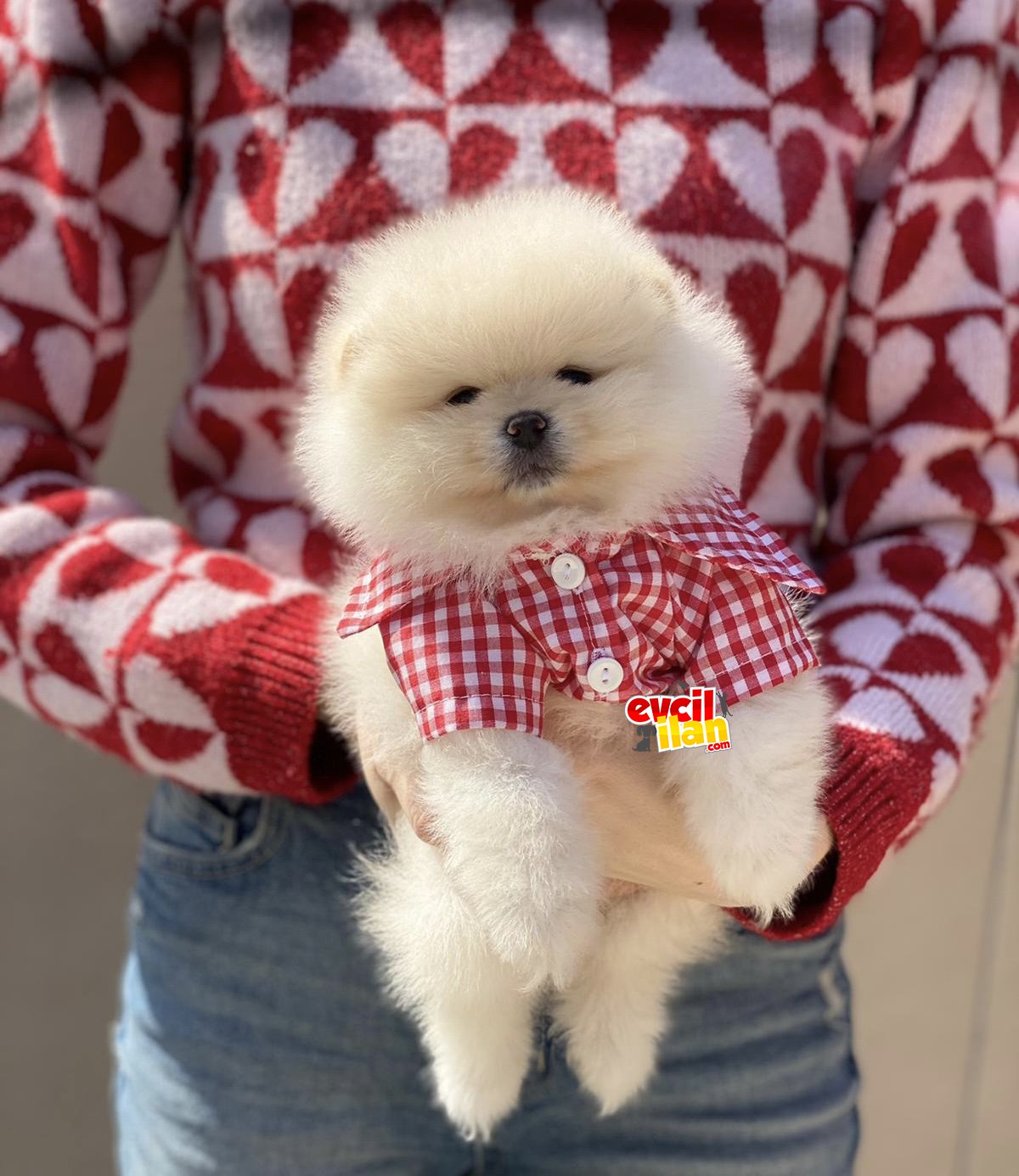 Ayıcık Suratlı Pomeranian Boo Yavrumuz 