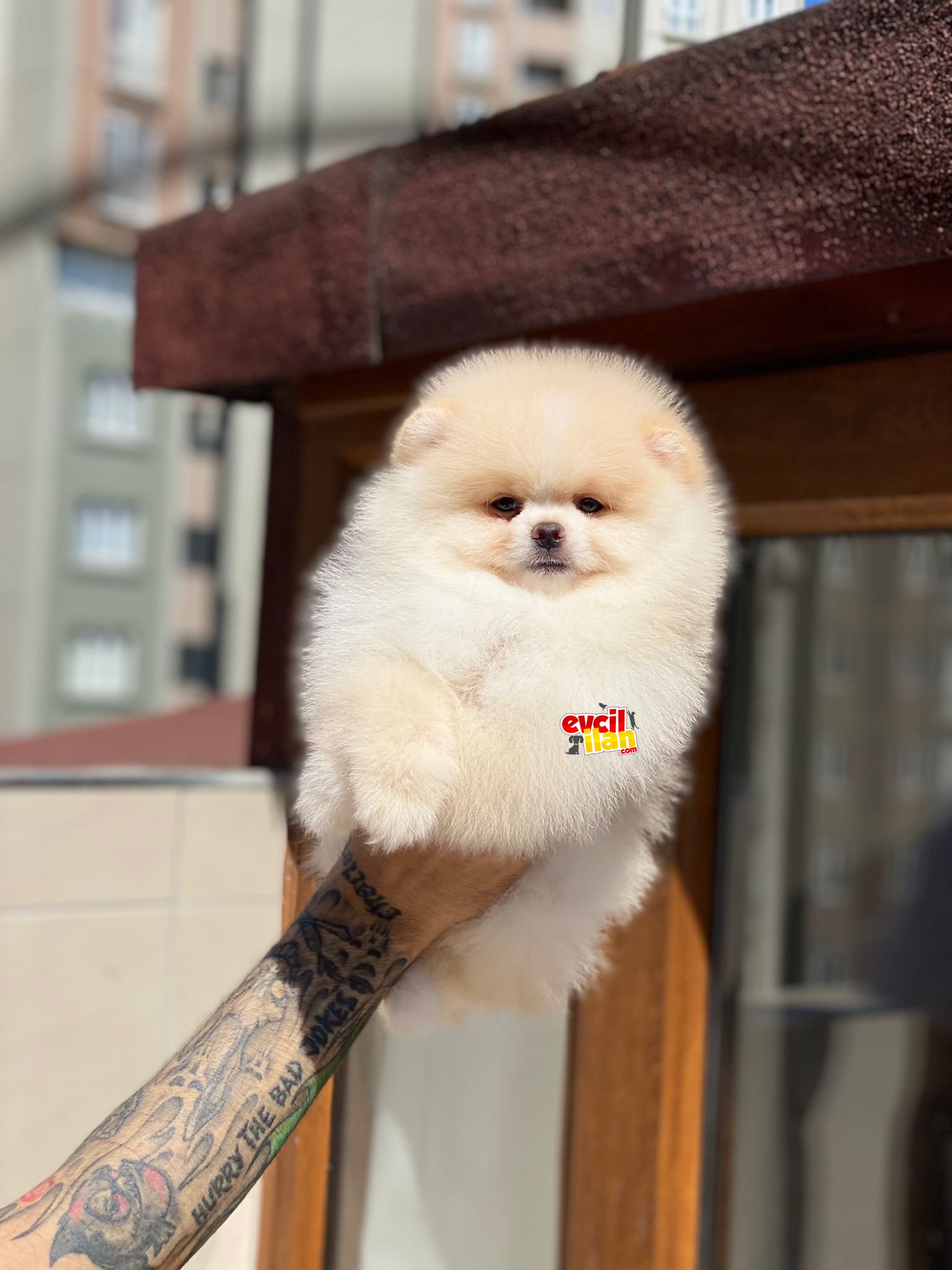 Ayıcık Suratlı Pomeranian Boo Yavrumuz 