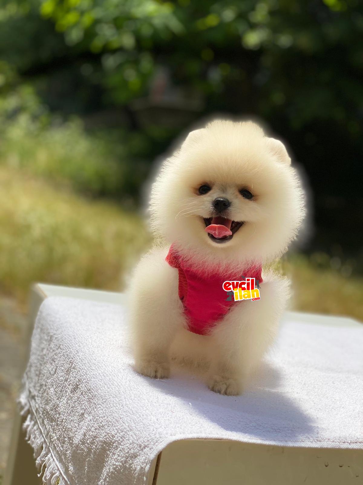 Dişi Mini Boy Pomeranian Boo Yavrumuz 