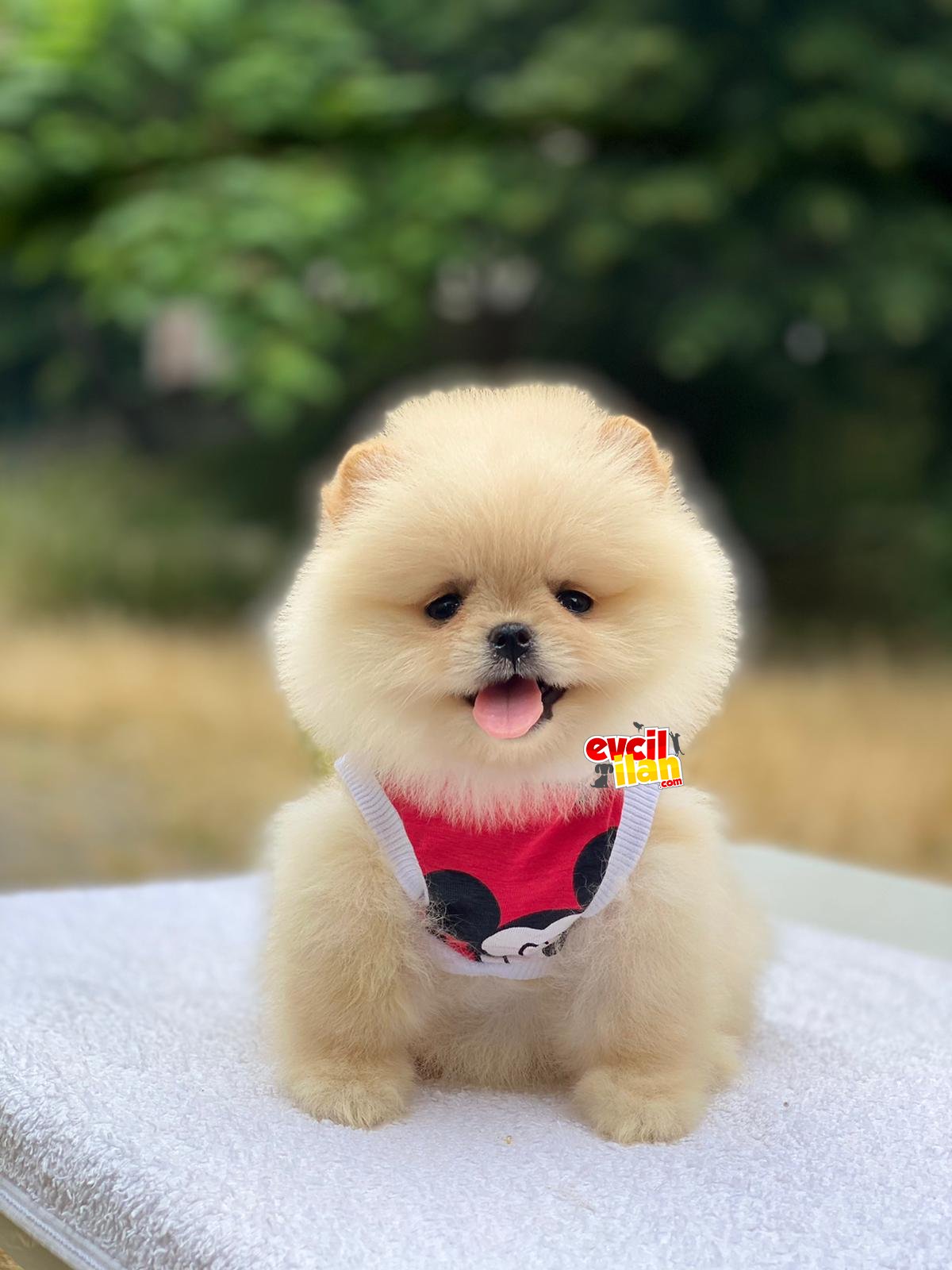 Ayıcık Suratlı Pomeranian Boo Yavrumuz 