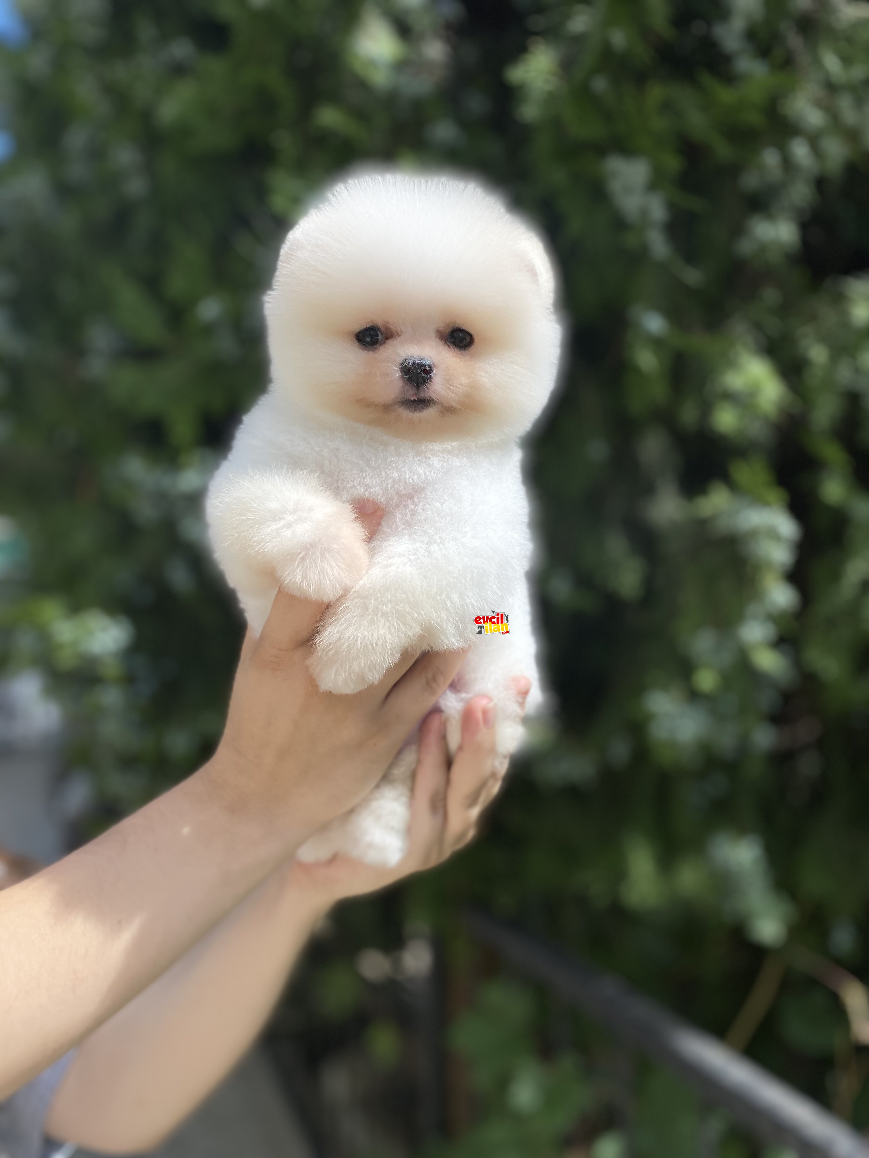 Ayıcık Suratlı Pomeranian Boo Yavrumuz 