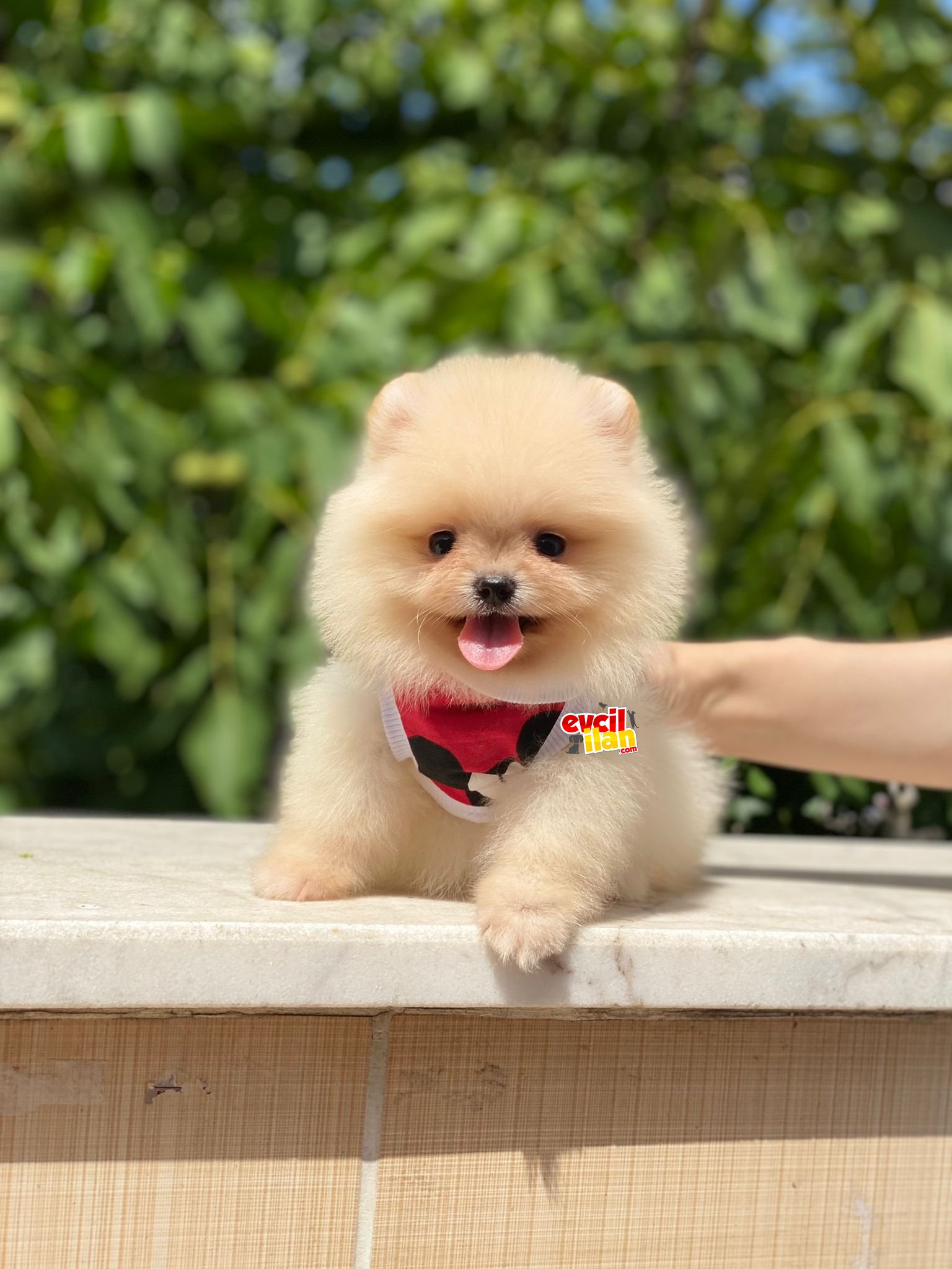 Ayıcık Suratlı Pomeranian Boo Yavrumuz 