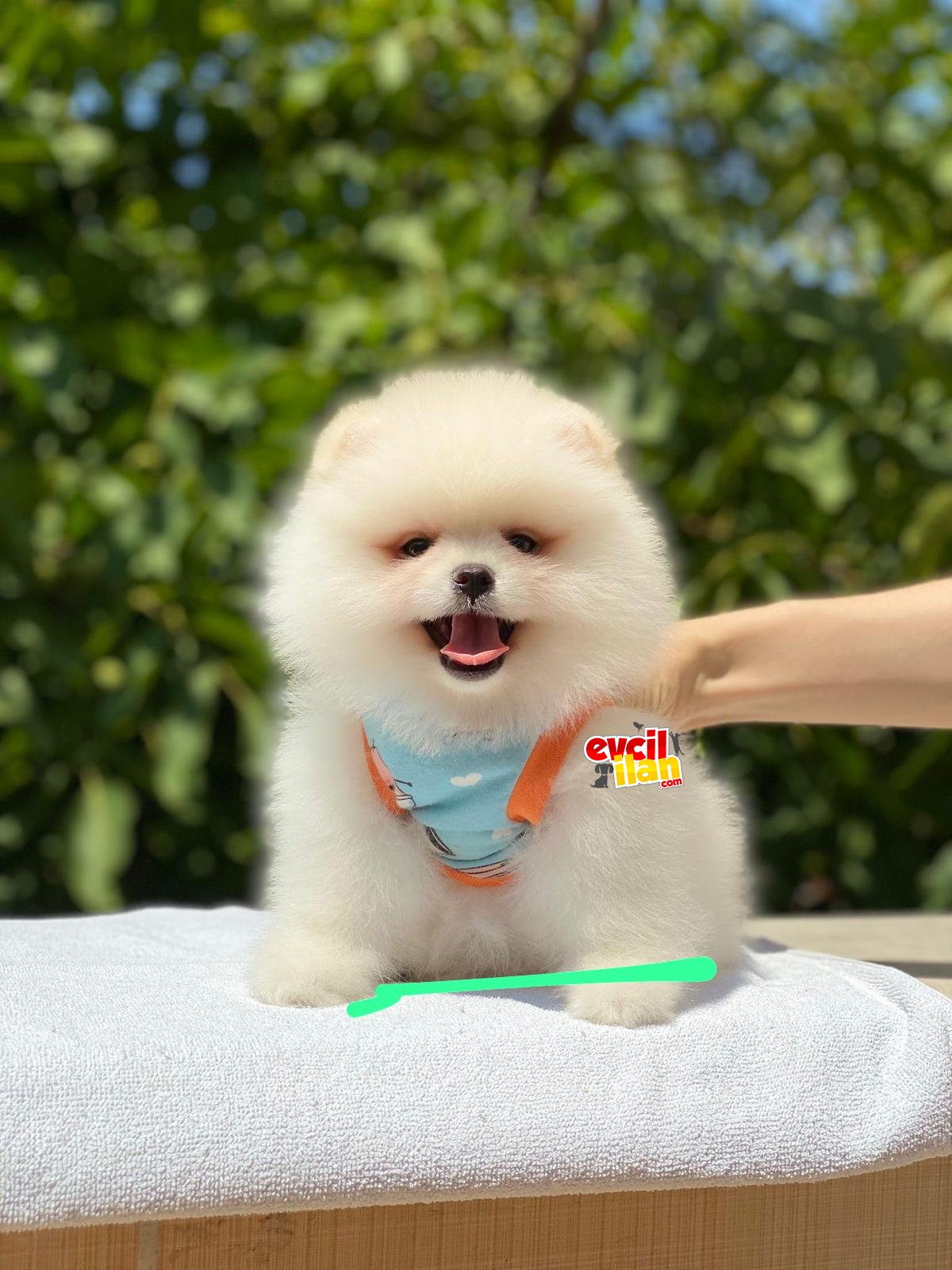 Ayıcık Suratlı Pomeranian Boo Yavrumuz 