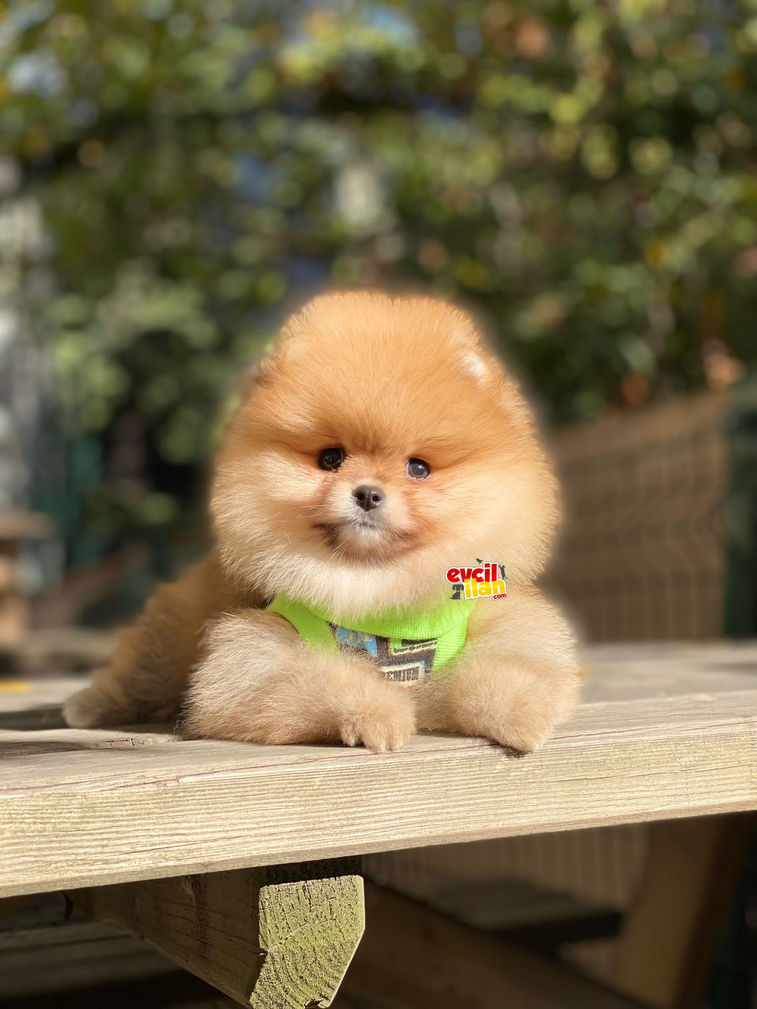 Ayıcık Suratlı Oranj Pomeranian Boo Kızımız