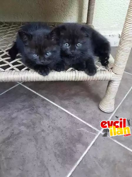 Baba british fold anne scottish fold