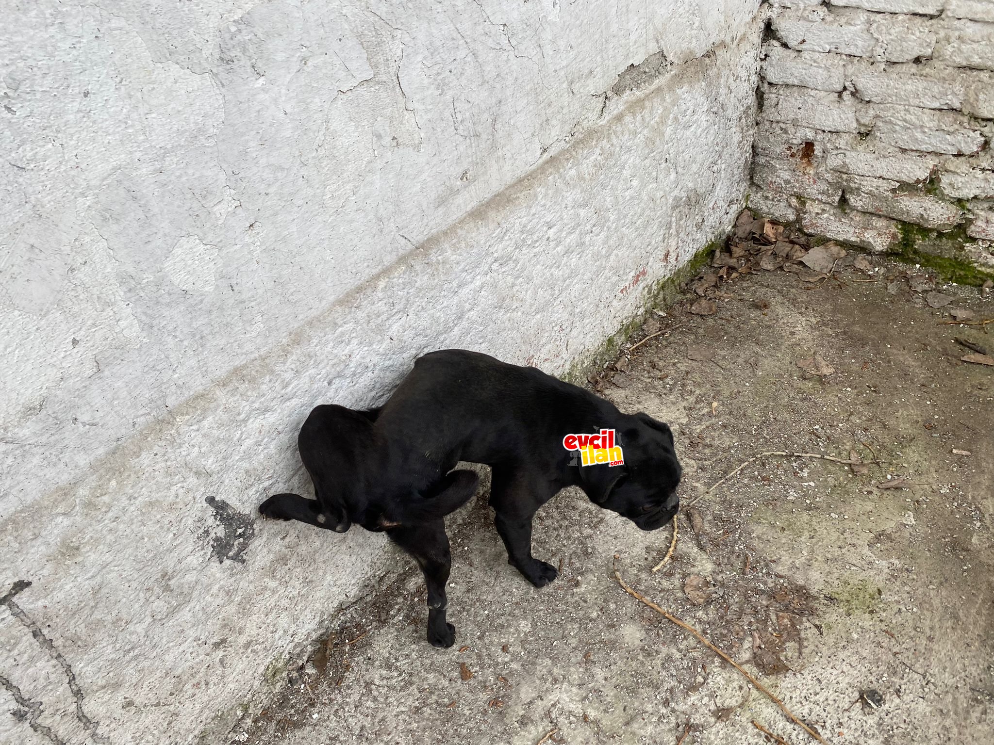 Babalık yapmis yetişkin siyah erkek