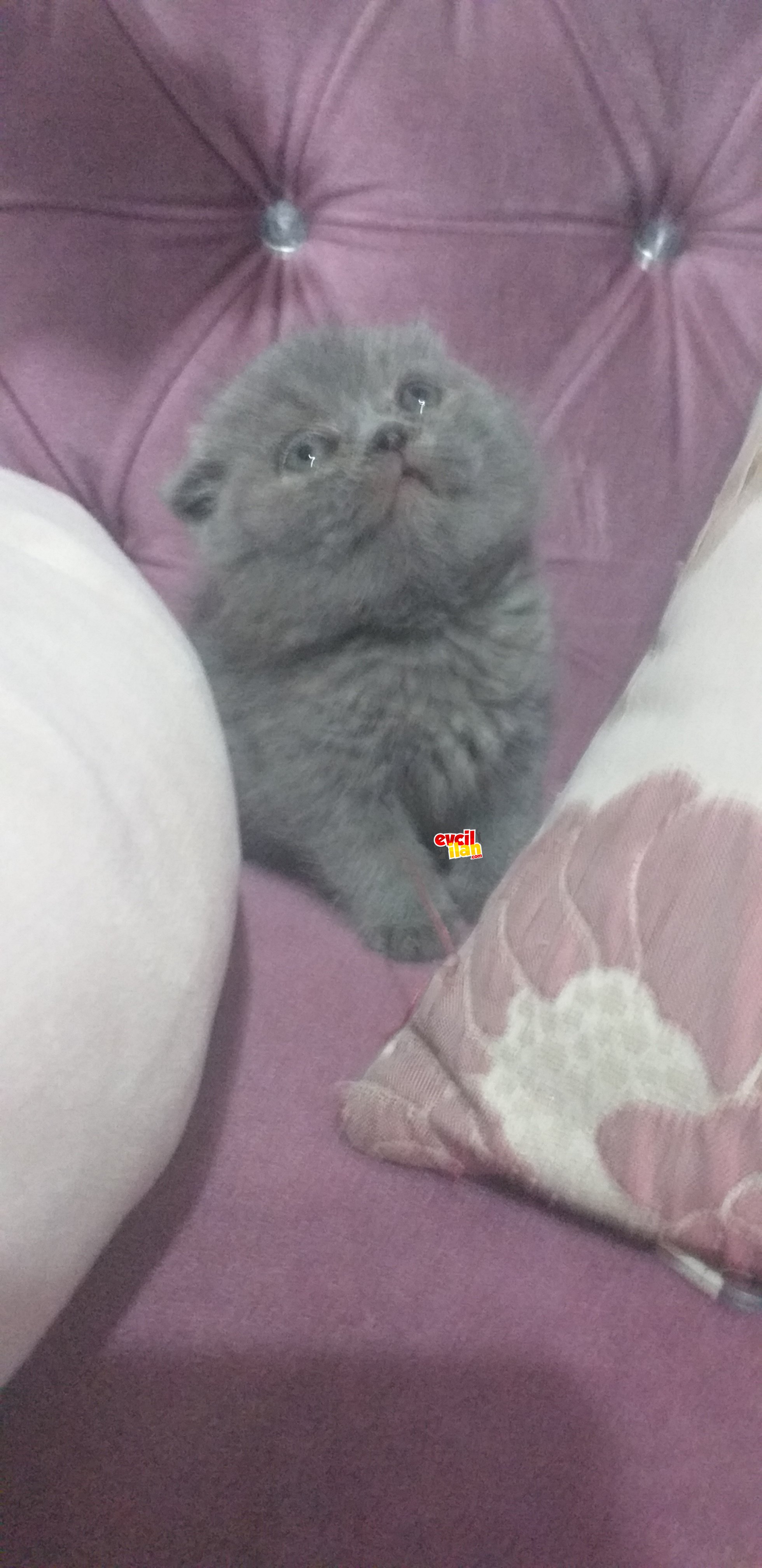 Babasının oğlu